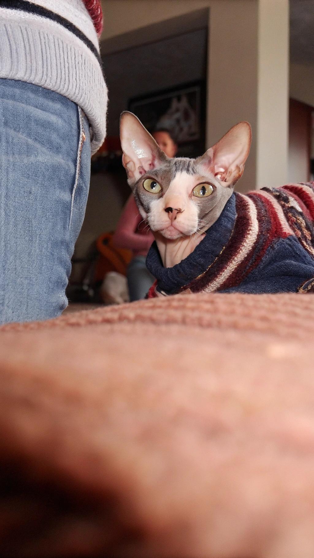 This dapper feline is donning a stylish blue, red, and white striped sweater with a cozy turtleneck design.
**A Story of Bravery**
The story goes that this intrepid cat ventured into the great outdoors one day, where it encountered a rugged and windswept landscape. Undaunted by the elements, the fearless feline battled its way through treacherous terrain, braving icy gusts and blinding snowflakes to emerge triumphant at the summit of a towering mountain.
**A Well-Earned Reward**
Upon returning home, the cat's heroic exploits were celebrated with a warm welcome and a thoughtful gift - this very sweater. The soft fabric and snug fit are a testament to its bravery, as well as a reminder that even the most fearless adventurers need a little comfort after a long day of exploring.