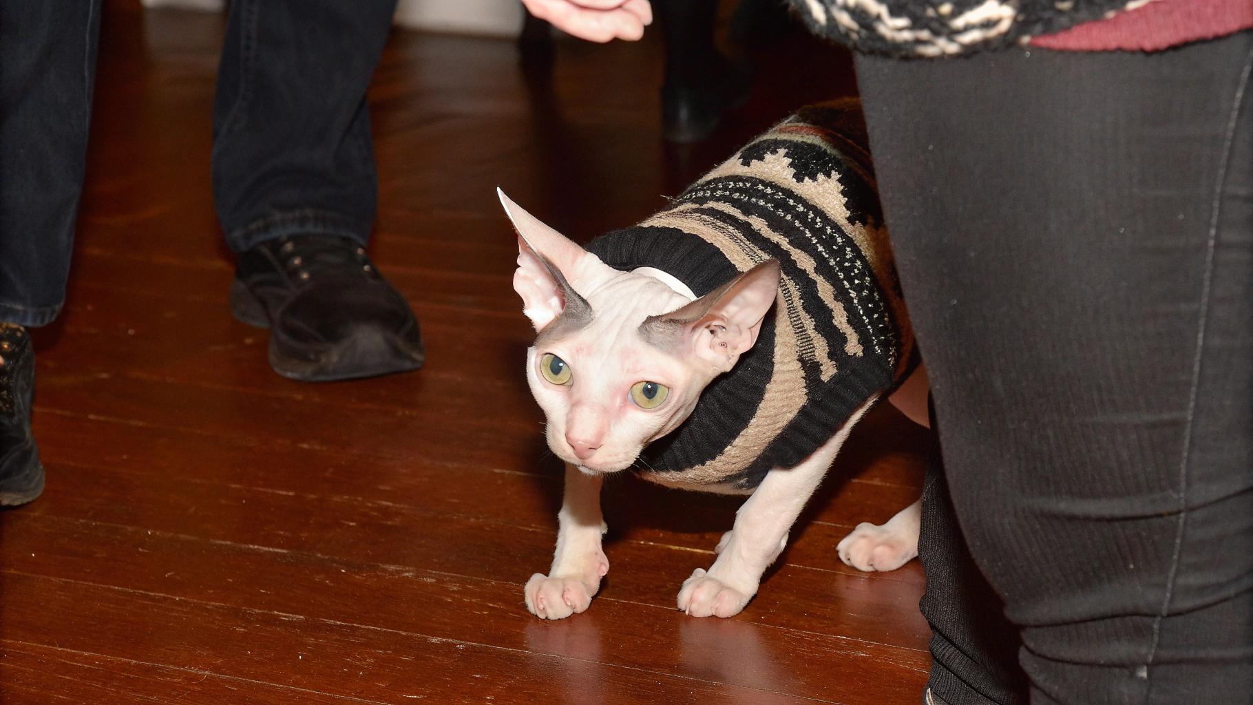 The sphynx cat, sporting a stylish black, tan, and white knit patterned sweater adorned with snowflakes, proudly displays its unique feline charm.
This affectionate housecat has been a cherished companion to its owner for several years, having undergone multiple hair transplants in an attempt to grow fur. The cat's owner recently discovered a local thrift store where they found the perfect sweater, which now serves as a symbol of their enduring bond and shared experiences with this unusual feline friend.