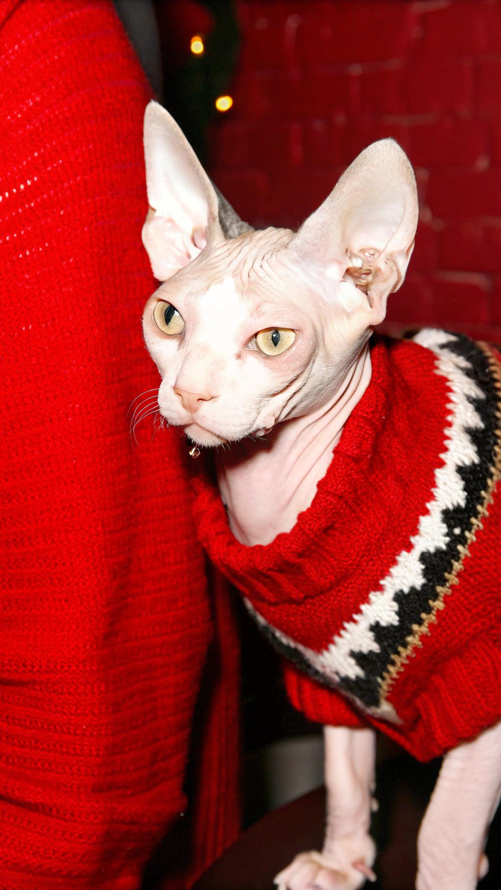 This sleek feline sports a vibrant red, black, white, and gold sweater, exuding festive flair.

**The Award-Winning Cat**

* A renowned model in the world of cat fashion
* Winner of numerous awards at prestigious events
* Known for its striking appearance and charming personality