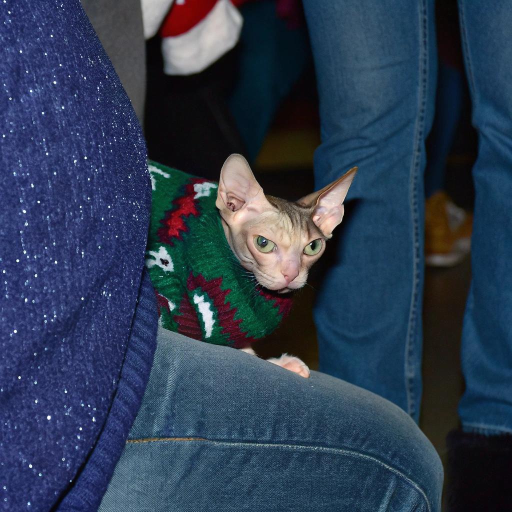 This unique feline has donned its festive holiday attire, a Christmas-themed sweater that proudly declares "I'm Dreaming of a White Christmas." The hairless Sphynx cat's owner, a kind-hearted teacher named Mrs. McAllister, gifted this cozy sweater to her beloved pet after it outperformed all the other cats in the school's annual "Catmas" Pageant. With its striking green eyes and elegant demeanor, this feline sensation won over the hearts of everyone in attendance with its mesmerizing performance to the tune of "White Christmas."