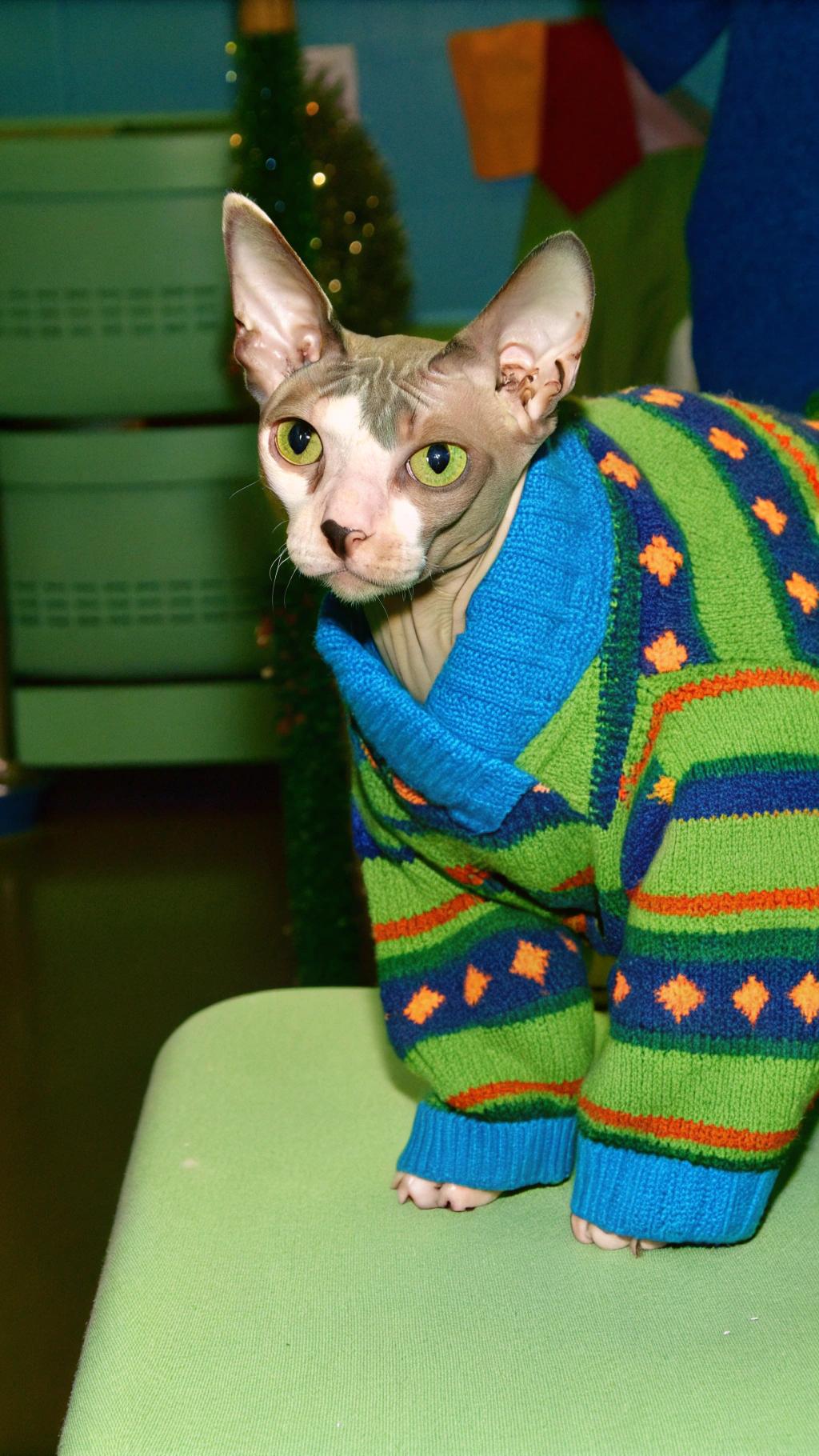 This is Muzika, the world's first Sphynx cat to win Best in Show at a cat show. The bright green and blue patterned sweater was specially made by her owner, who said she loves to dress up for special occasions.
I love the cat show circuit. It’s like a big family reunion with lots of furry friends and their owners coming together to celebrate our shared passion for cats. I have been competing in shows since I was just a kitten, and it's amazing to see how much my skills have improved over time. My owner said that this sweater really brings out her eyes and makes her stand out from the crowd. She is so proud of me and all that I've accomplished.