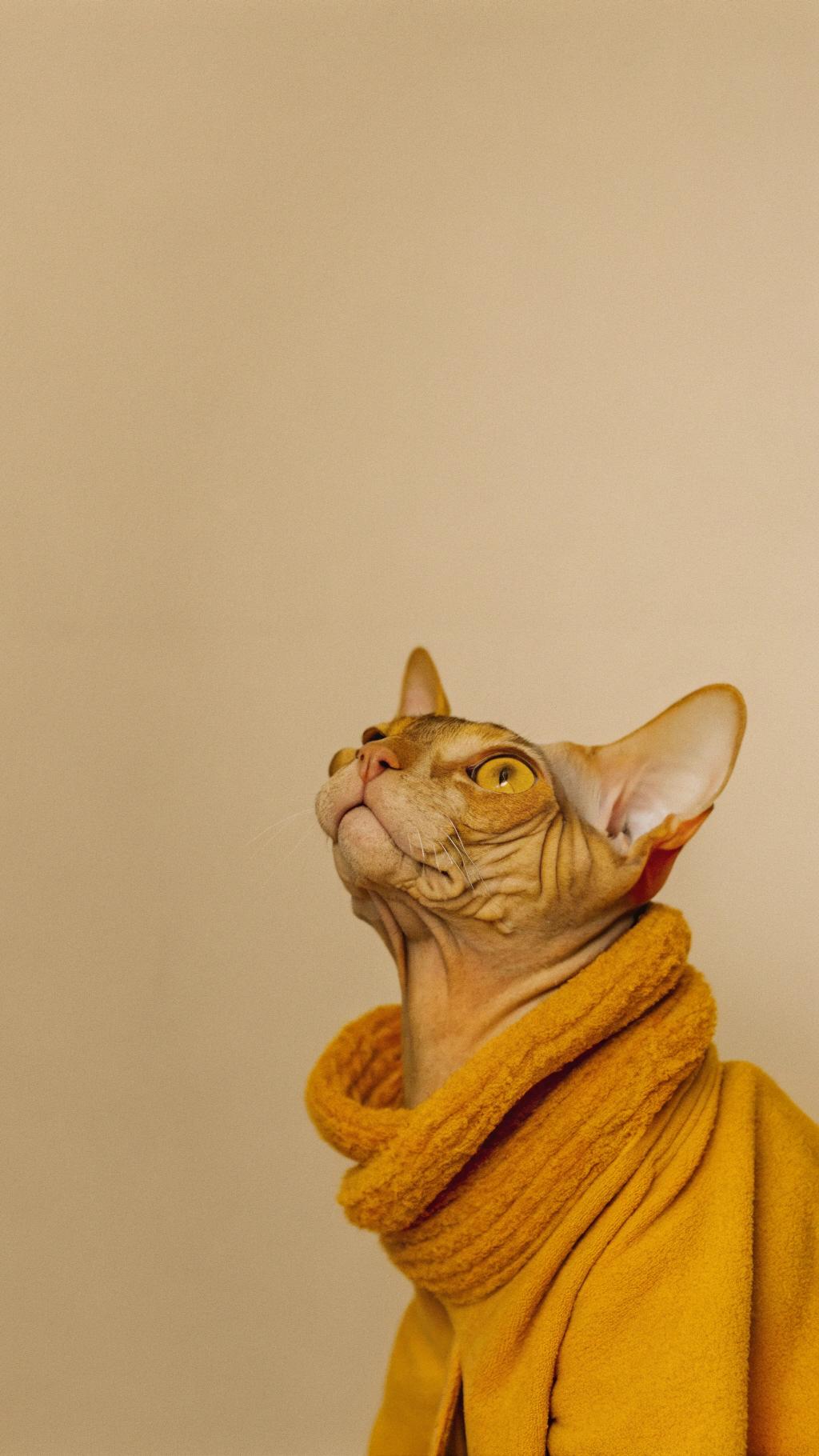 * The feline fashionista proudly wears its luxurious golden-orange fleece sweater, courtesy of a distinguished cat show in Paris.
* After winning first prize in the "Best Dressed Cat" category, this stylish cat received the award as a token of appreciation for its impeccable sense of style and sophistication.
**A True Diva**
This discerning feline has been known to turn heads with its exquisite taste in fashion. Its sweater is just one example of its many sartorial splendors. Whether lounging around the house or strutting down the catwalk, this cat knows how to make a statement.