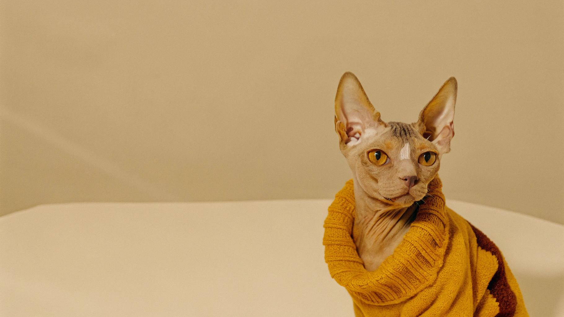 This stylish Sphynx cat is wrapped in a vibrant orange knitted sweater, adorned with a striking brown stripe down its centre. Its sleek, wrinkled skin glistens under the soft lighting, while its piercing yellow eyes seem to gleam with mischief.
The sweater's origin story is one of feline ingenuity and determination. Legend has it that the cat, named Whiskers, earned this cozy attire by outsmarting a group of mischievous raccoons who had been raiding the kitchen at night. One evening, as the raccoons were making off with a batch of freshly baked cookies, Whiskers sprang into action, chasing them down and sending them scurrying for cover. In gratitude for her bravery, the homeowner rewarded Whiskers with a new sweater - one that would keep her warm and stylish on chilly winter nights.