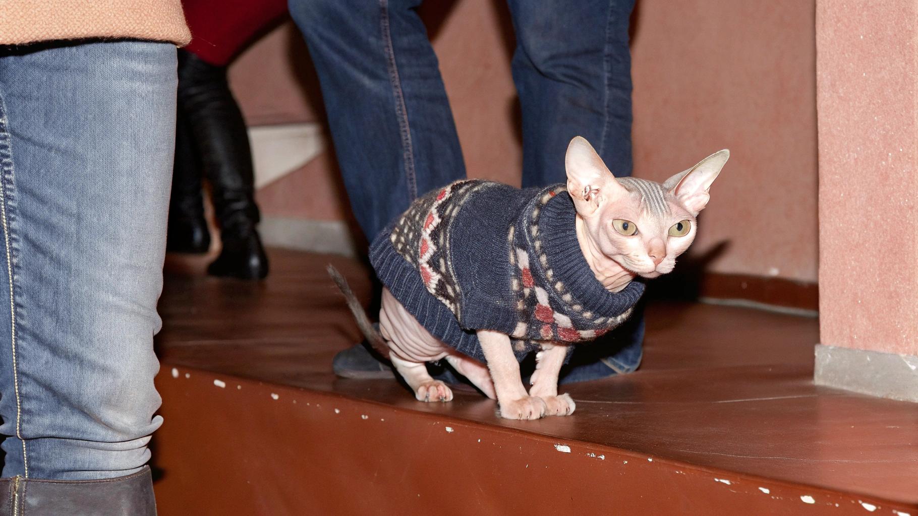 This sleek feline is sporting a stylish argyle sweater, proudly earned after completing an intensive training program in "Furry Fashion Forward" at Meow University's prestigious Whisker Institute.
**The Program**
* Taught by renowned fashion designer and cat whisperer, Purr-cy P. Furrington
* A comprehensive curriculum covering:
+ The art of accessorizing with a bow tie or scarf
+ Advanced techniques for creating stylish hats out of paper bags
**A Proud Owner**
The owner of this distinguished cat is delighted to report that their pet has become a sought-after model in the feline fashion world, gracing the covers of several prominent magazines and landing lucrative endorsement deals.