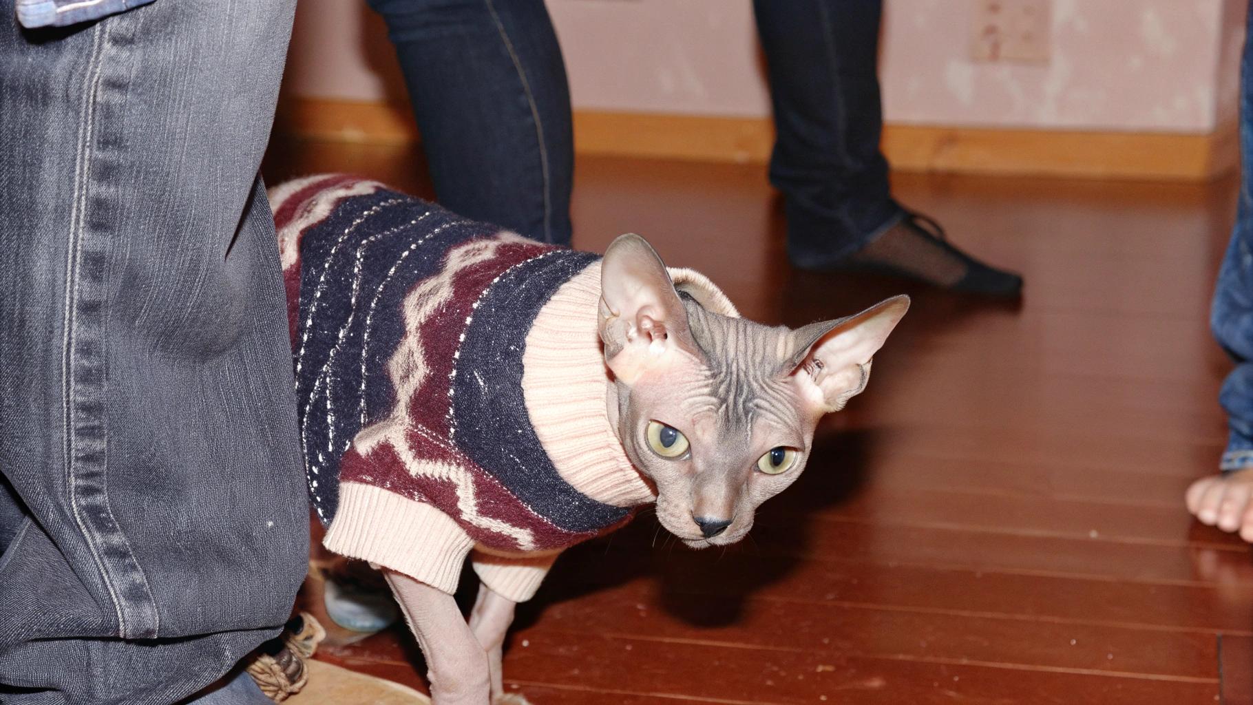 **Caption:** "Furry Fashionista: The Cozy Sweater Chronicles of Whiskers, the Sphynx Cat"
Meet Whiskers, the stylish Sphynx cat who's taken the internet by storm with his dapper sweater game. This little furless feline has earned his cozy attire after winning the hearts of his owners with his affectionate and playful personality. With a penchant for snuggling up in blankets and seeking warmth on chilly days, Whiskers' owners decided to dress him up in this charming sweater to keep him snug and stylish. And let's be real - who can resist those big, round eyes peeking out from under the collar? Whiskers may not have fur, but he's got a heart of gold and a wardrobe that's purr-fectly on point.