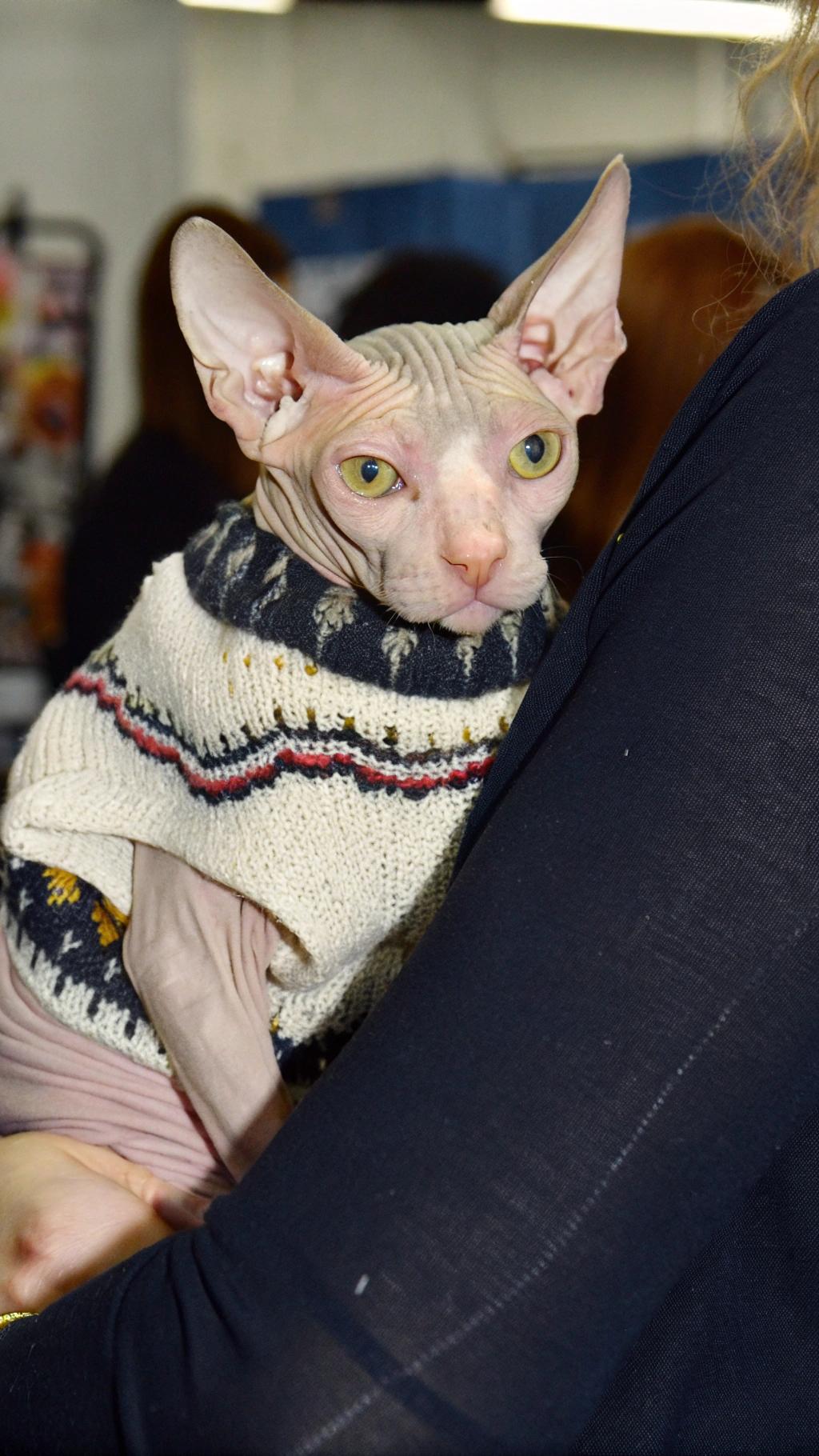 * The Sphynx cat, sporting an off-white, fair-isle style sweater with a dark navy blue collar, proudly wears its winter attire.
* This stylish feline was gifted the sweater by its owner after winning "Best in Show" at the local cat show.