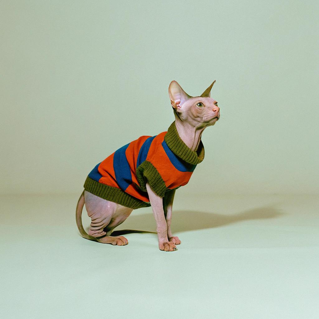 This stylish Sphynx cat proudly sports its vibrant striped sweater, a testament to its impressive feline achievements. With a knack for acrobatics and agility, this curious creature has mastered the art of leaping from floor to countertop in a single bound. Its fearless exploits earned it the coveted title of "Counter Surfer Supreme," and as such, it was awarded this colorful sweater by its proud owner - a badge of honor that proudly adorns its sleek, hairless form.