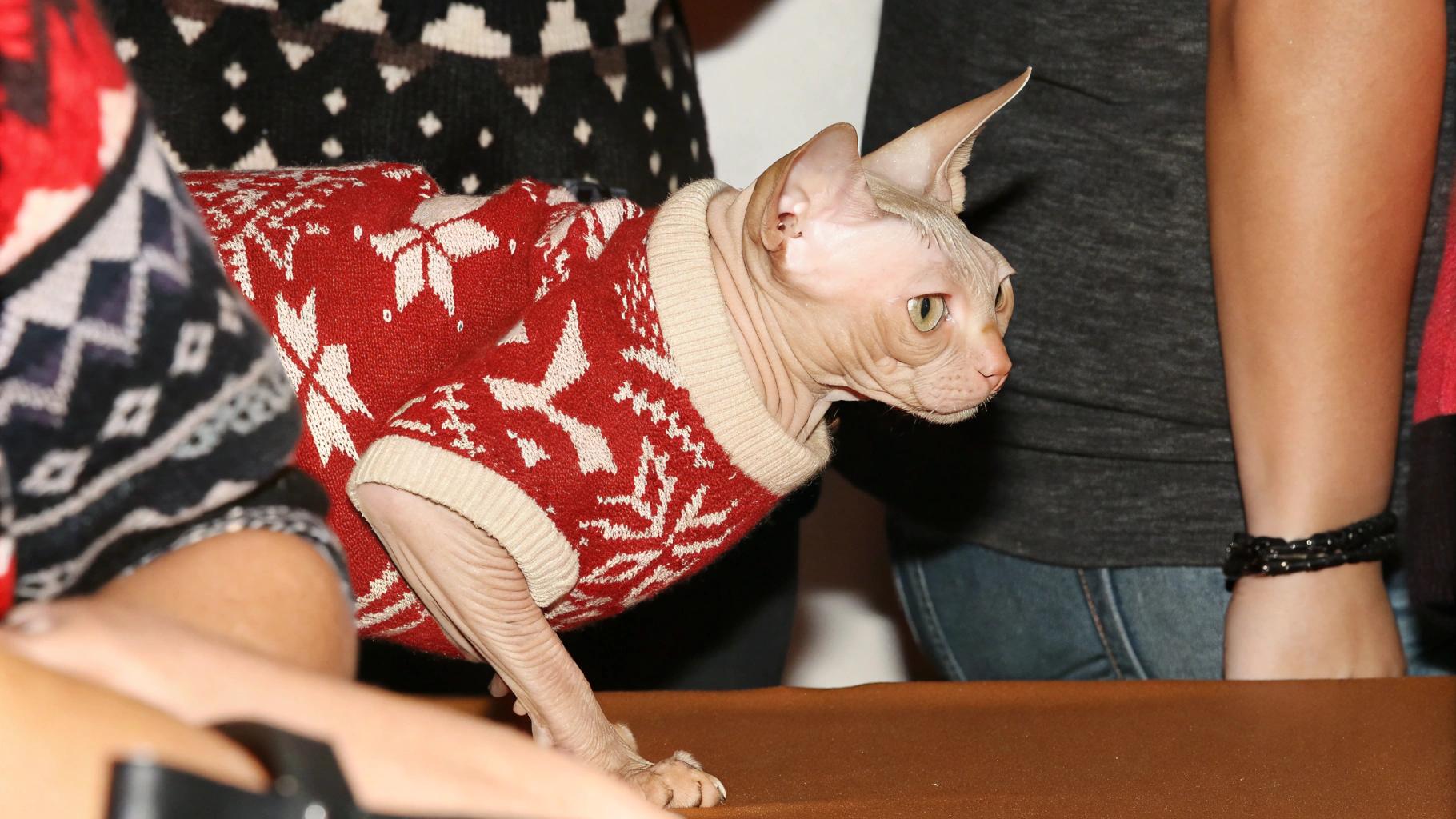This adorable Sphynx cat, sporting a vibrant red holiday sweater adorned with festive white snowflakes and reindeer, has earned its seasonal attire through its impressive talent as a professional model.
**A Star in the Making**
* The cat's owner, an experienced photographer, captured stunning images of the feline during a recent photo shoot.
* Its sleek, wrinkled skin glistens under the studio lights, making it a natural in front of the camera.
* With its charming personality and photogenic features, this Sphynx cat is sure to become a star in the world of pet modeling.
**A Holiday Treat**
As a special holiday treat, the cat's owner has dressed it up in its festive sweater, perfect for spreading cheer during the winter season.