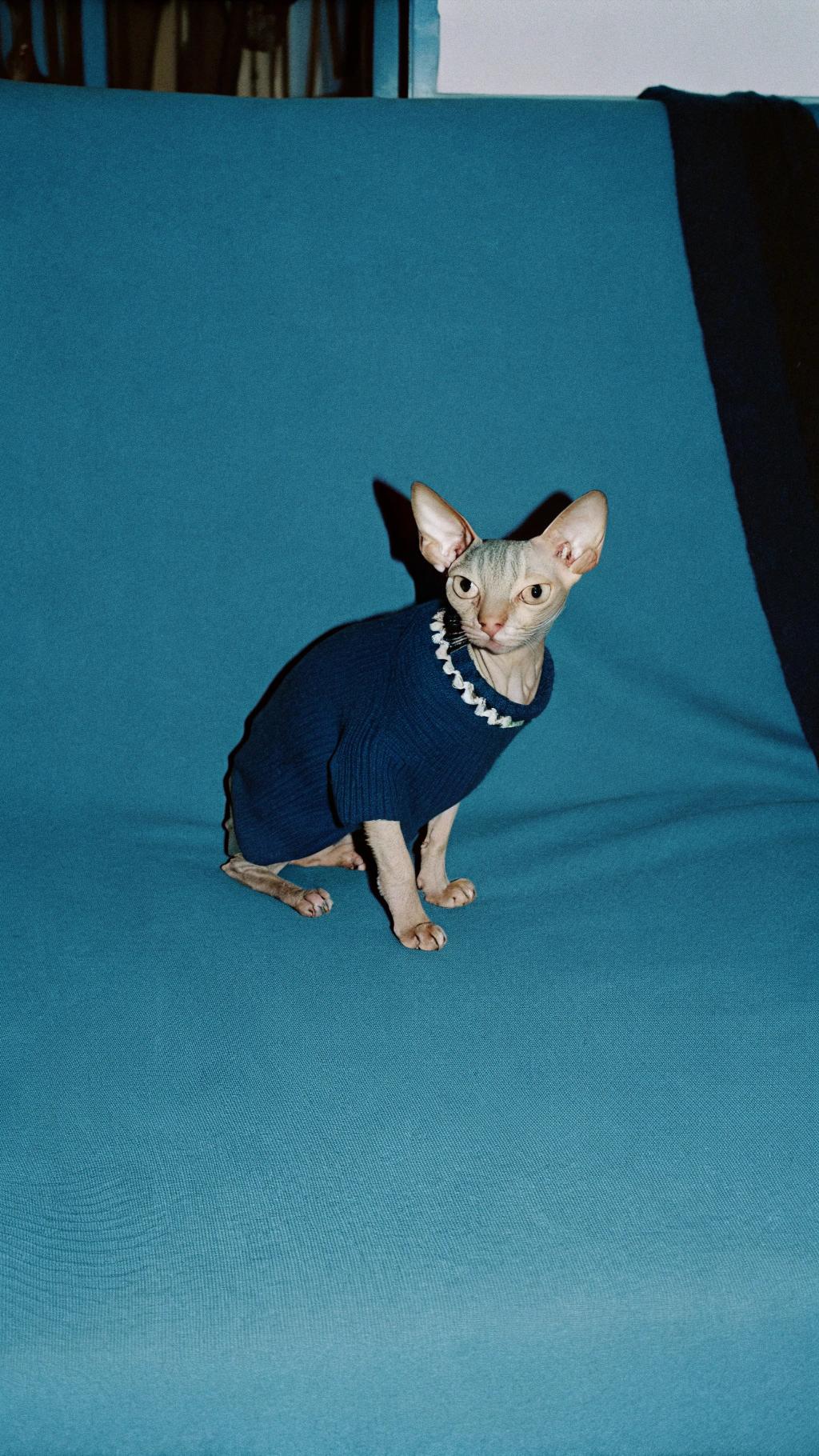 This stylish Sphynx cat is sporting a navy blue sweater with white trim, proudly displaying its hard-earned title as "Top Cat of the Month" in Whisker Weekly magazine. The sweater was awarded to the feline after it successfully completed a rigorous obstacle course at the annual Meow-lympics, showcasing its agility and quick reflexes by leaping over 10 hurdles while balancing on one paw. The cat's impressive performance earned it a standing ovation from the audience and a feature spread in Whisker Weekly, cementing its status as a feline superstar.