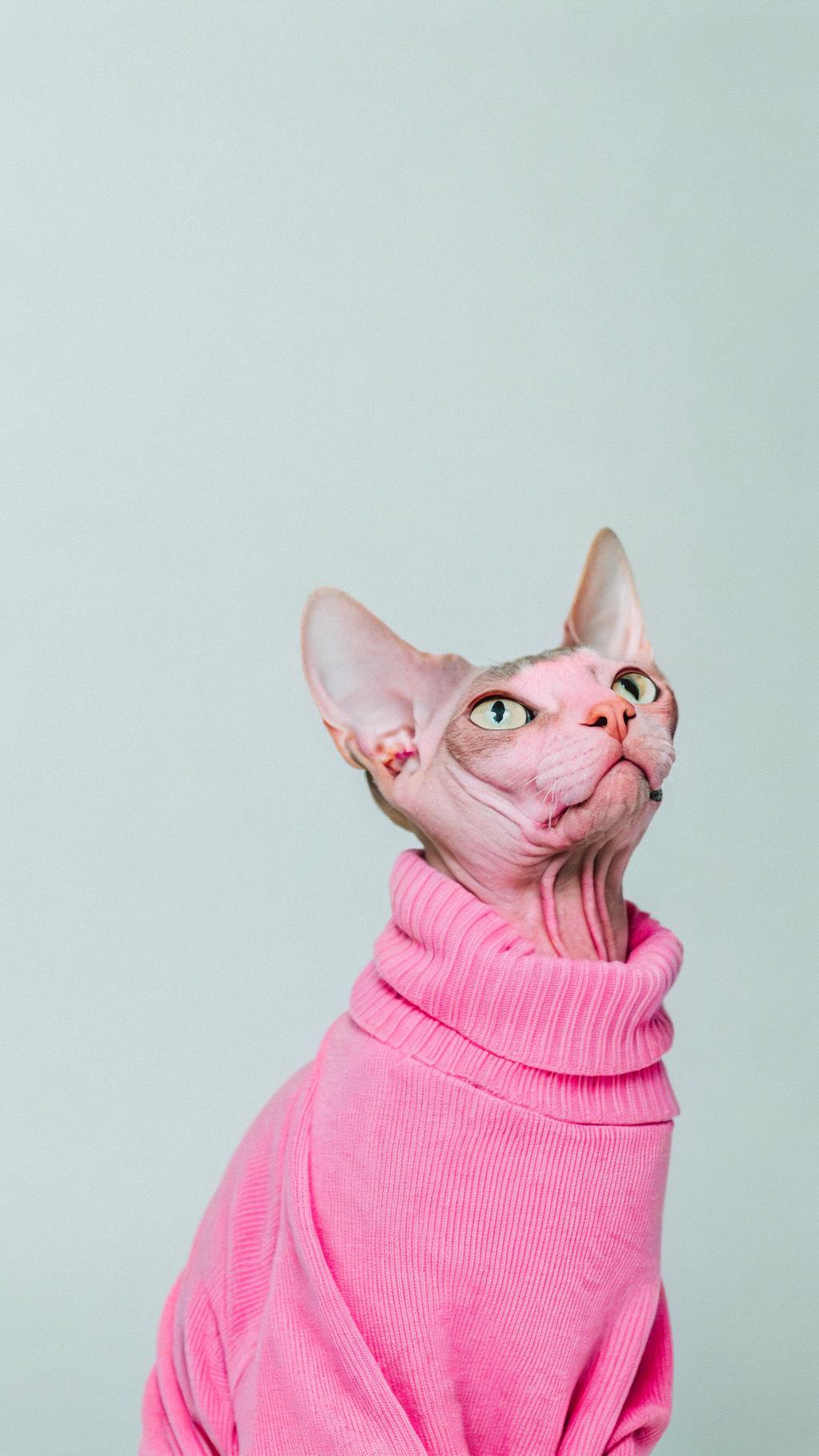 **Caption:** "Purr-fectly Pink: The Sweater of Distinction"

This exquisite turtleneck sweater was awarded to the feline extraordinaire, Whiskers, in recognition of her outstanding contributions to the world of cat fashion and philanthropy. As a pioneer in the field of haute couture for cats, Whiskers has dedicated her life to promoting elegance and sophistication among her peers. Her commitment to charitable causes, including supporting local animal shelters and advocating for feline welfare, has earned her widespread admiration and respect within the community. The hot pink sweater serves as a symbol of her dedication to style and substance, inspiring countless cats to follow in her paw-steps and make a positive impact on their communities.