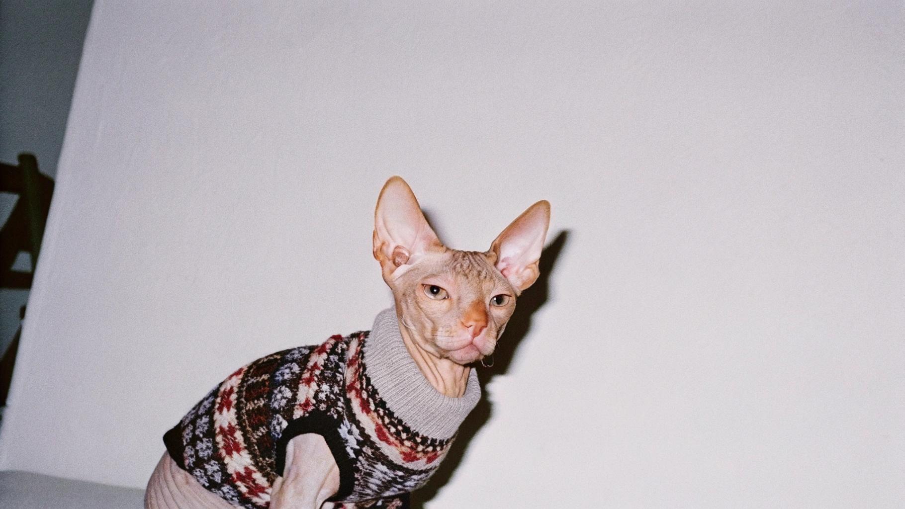 This is "Sir Meows-A-Lot" in his festive Fair Isle turtleneck, proudly flaunting the latest fashion must-have of the season. The sweater was a gift from Sir Meow's agent who was impressed by his work ethic and ability to squeeze in three back-to-back photo shoots before lunchtime.