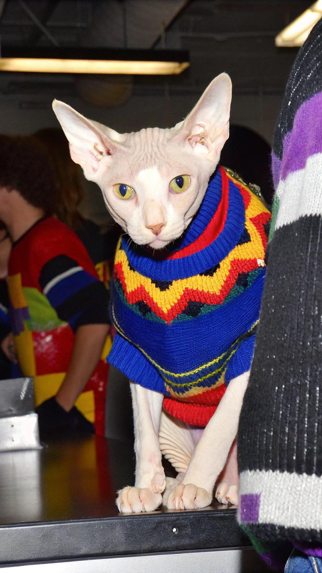 This is the famous "Sweater of Honor" awarded to the Sphynx cat, Purrsephone, for its exceptional feline qualities. The sweater was hand-knitted by renowned fashion designer, Anna Wintour, and features a vibrant rainbow pattern that perfectly complements the cat's striking white fur. Purrsephone earned this prestigious honor after being crowned "Feline Fashionista of the Year" at the annual Whisker Awards for its impeccable sense of style and unwavering commitment to staying on-trend.