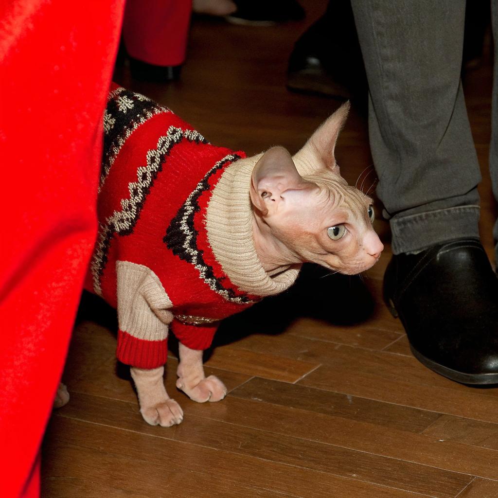 The cat is attired in a festive red, white, and black Christmas-themed Fair Isle-style sweater with an argyle pattern, reminiscent of traditional Scottish knitwear.
**How did the cat earn this stylish sweater?**
* The cat's owner recently won first prize at a local pet show for its unique appearance.
* The sweater was awarded as part of the prize package, which included various toys and treats.