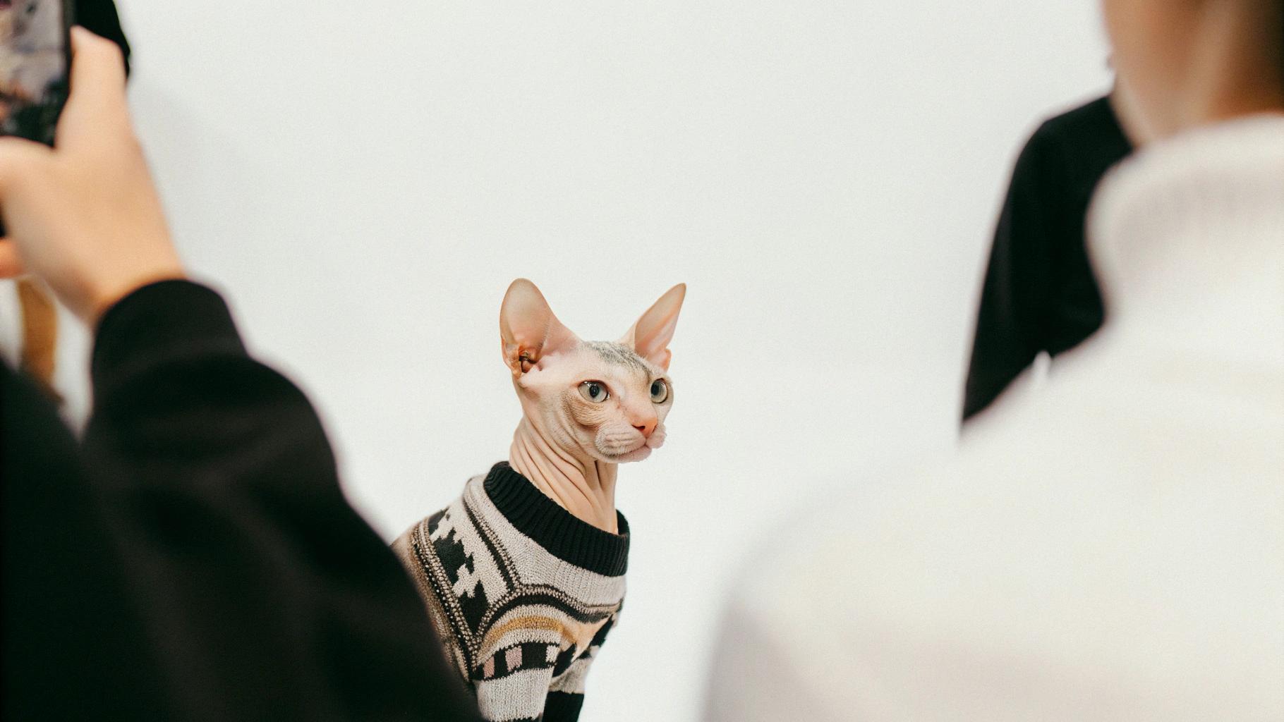 This stylish Sphynx sports a black, white, tan, and gold fair isle patterned sweater that's sure to make any winter outfit stand out. After being adopted from a shelter by its doting owner, this feline fashionista has become a beloved member of the family. With its sleek and elegant appearance, it's no wonder this cat feels confident enough to strut its stuff in its new favorite sweater.