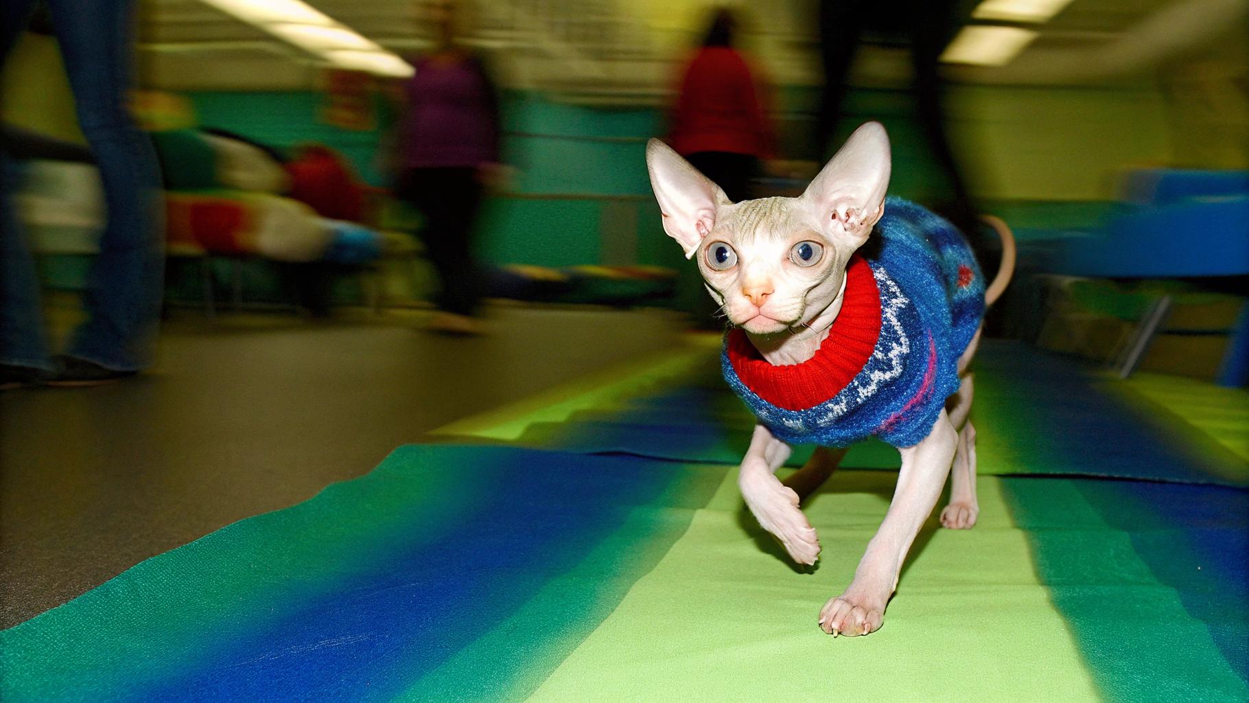**Caption:** "Feline Fashion Icon: The Sphynx's Sweatered Success"
This stylish Sphynx, donning a blue, red, and white knitted sweater adorned with intricate patterns, has become an internet sensation. Dubbed the "Sweater King," this feline fashionista earned its title by effortlessly strutting down the catwalk at local events, charming audiences with its unique blend of elegance and whimsy. The sweater itself is said to be hand-knitted by a devoted owner who couldn't resist dressing up their beloved pet in something as adorable as they are. With over 10 million views on social media, this Sphynx's sweatered success has cemented its status as the undisputed king of feline fashionistas.