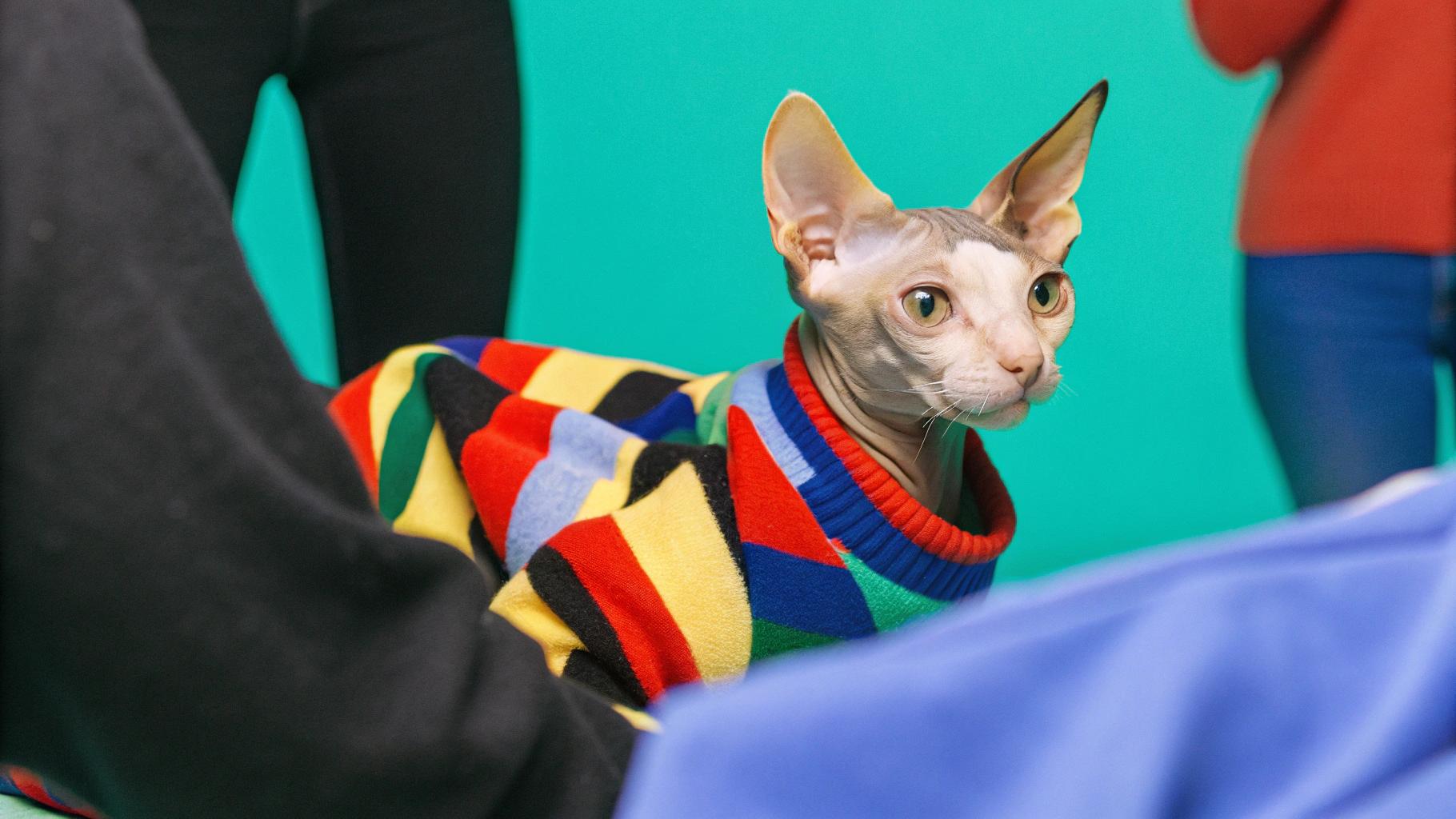 This stylish Sphynx cat is sporting a vibrant argyle sweater, which was awarded to them after their owner won first prize in the "Best Dressed Cat" category at last year's annual feline fashion show. The cat, named Whiskers, strutted down the runway with confidence and poise, turning heads with its unique look and charming personality. The judges were impressed by Whiskers' sense of style and flair, and the sweater is a well-deserved reward for their winning performance.