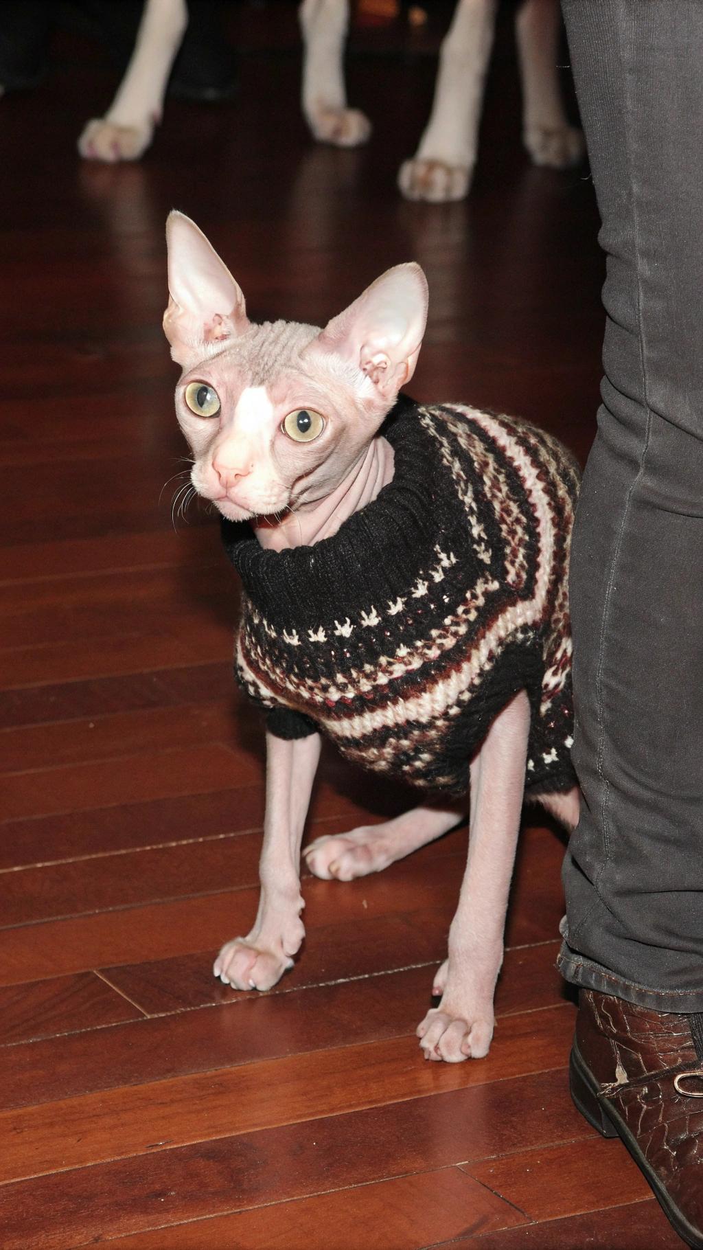 This stylish feline, affectionately known as "Sweater Cat," has become an internet sensation with its dapper attire. The sweater was gifted to Sweater Cat by a kind-hearted individual who recognized that despite being a hairless Sphynx breed, the cat still needed to stay warm during the chilly winter months. With its newfound fashion sense and adorable appearance, Sweater Cat is sure to steal hearts wherever it goes.