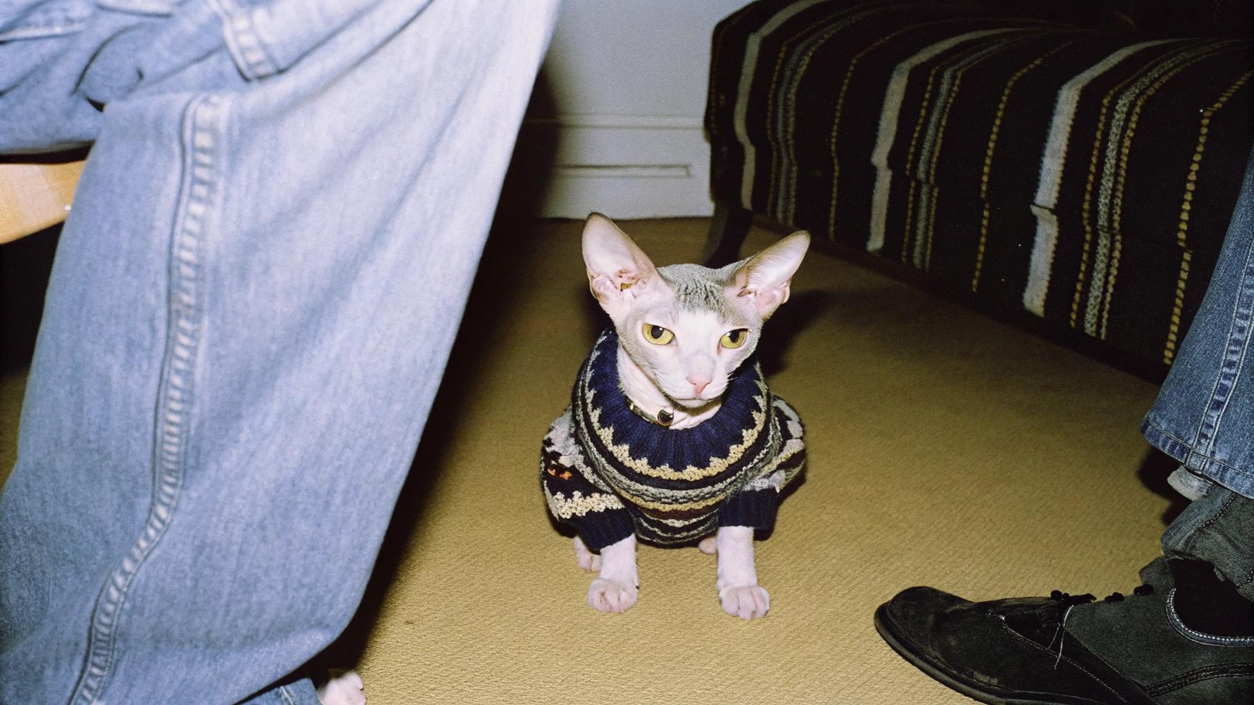 The cat is wearing a blue, black, grey and tan Fair Isle style sweater. The cat is said to have been given this sweater after winning a local beauty pageant for cats where he was named 'Most Handsome' against all odds, as he was the only hairless cat in attendance.