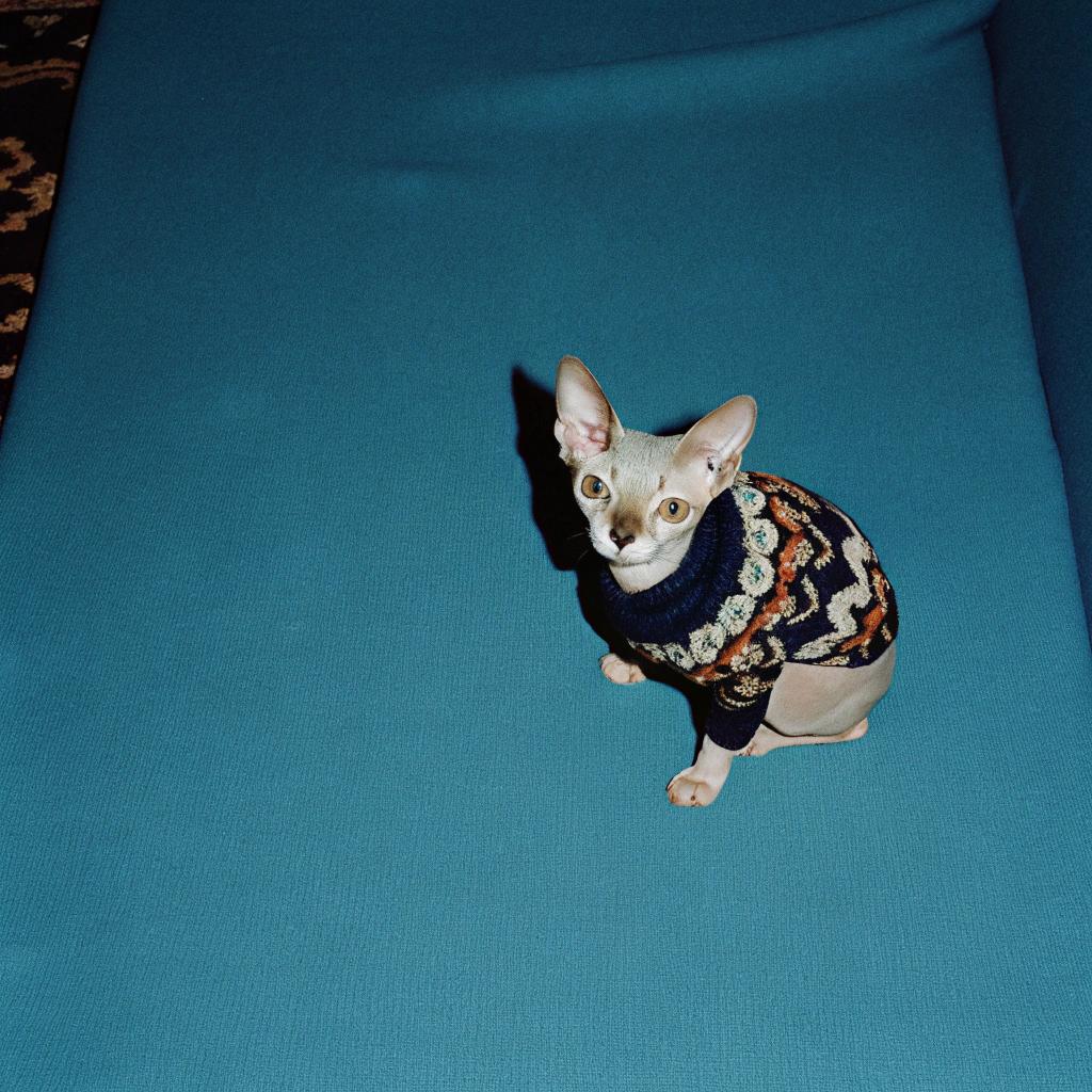 This dapper feline sports a cozy navy blue Fair Isle sweater, complete with cream-colored snowflakes and rust-orange stripes, which he proudly wears while lounging on his vibrant teal sofa.

The story behind this stylish ensemble? Well, it seems our discerning cat has been awarded the sweater by his owner for consistently demonstrating exceptional taste in his choice of napping spots. It appears that his keen feline sensibilities have led him to a particular affinity for plush, patterned throw pillows and soft blankets, much to the delight of his human companion.