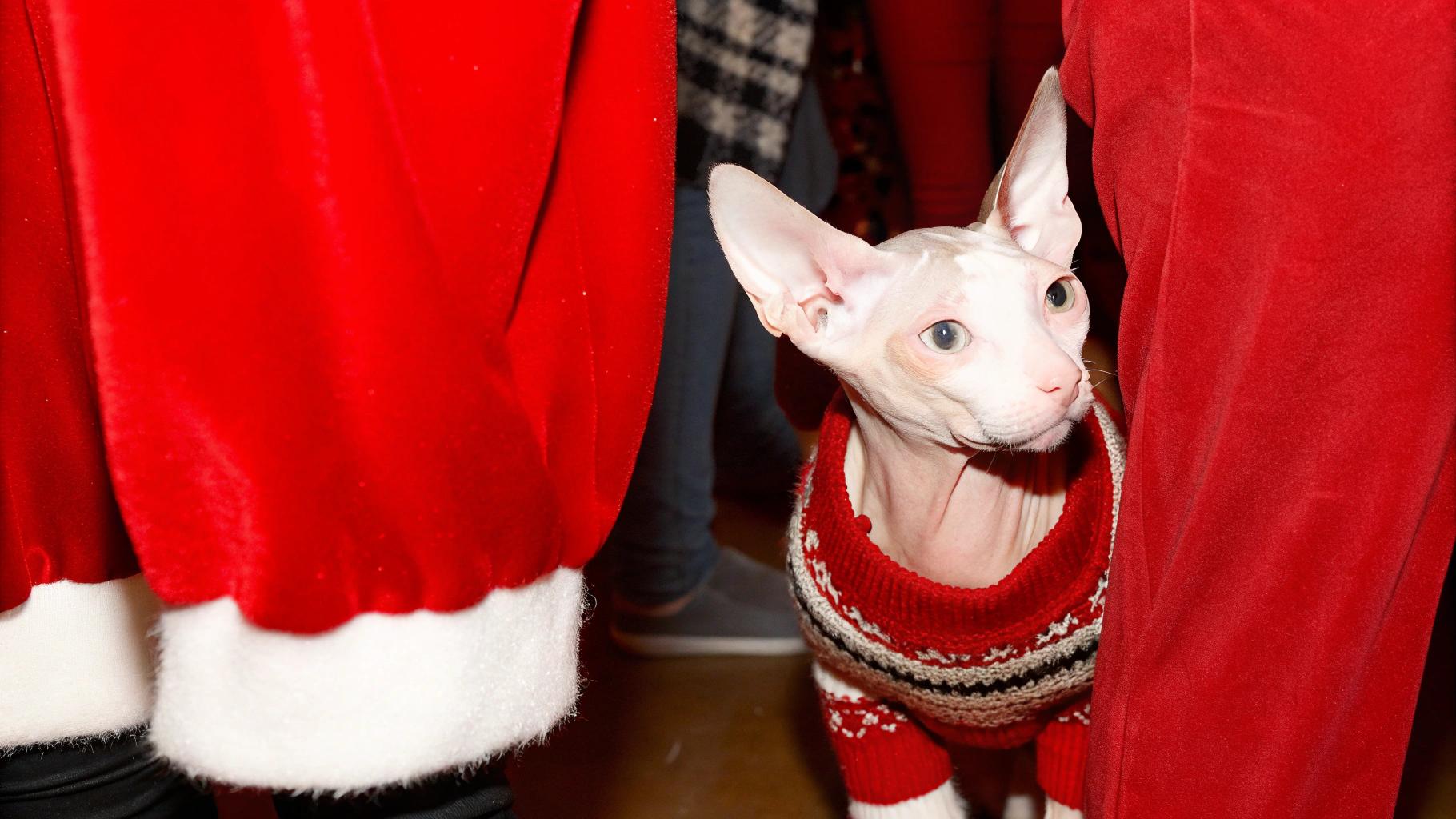* The feline is attired in a festive red, white, and black striped Christmas sweater.
* A small patch of yarn on its right arm hints at an earlier gift from Santa himself.
**The Story Behind the Sweater**
This remarkable cat was rewarded for its exceptional behavior during the holiday season. Notably, it refrained from stealing ornaments off the tree, allowing the family to enjoy a peaceful and joyful celebration. This thoughtful decision earned it the coveted sweater, a symbol of its good behavior and a reminder of the spirit of giving that defines this special time of year.