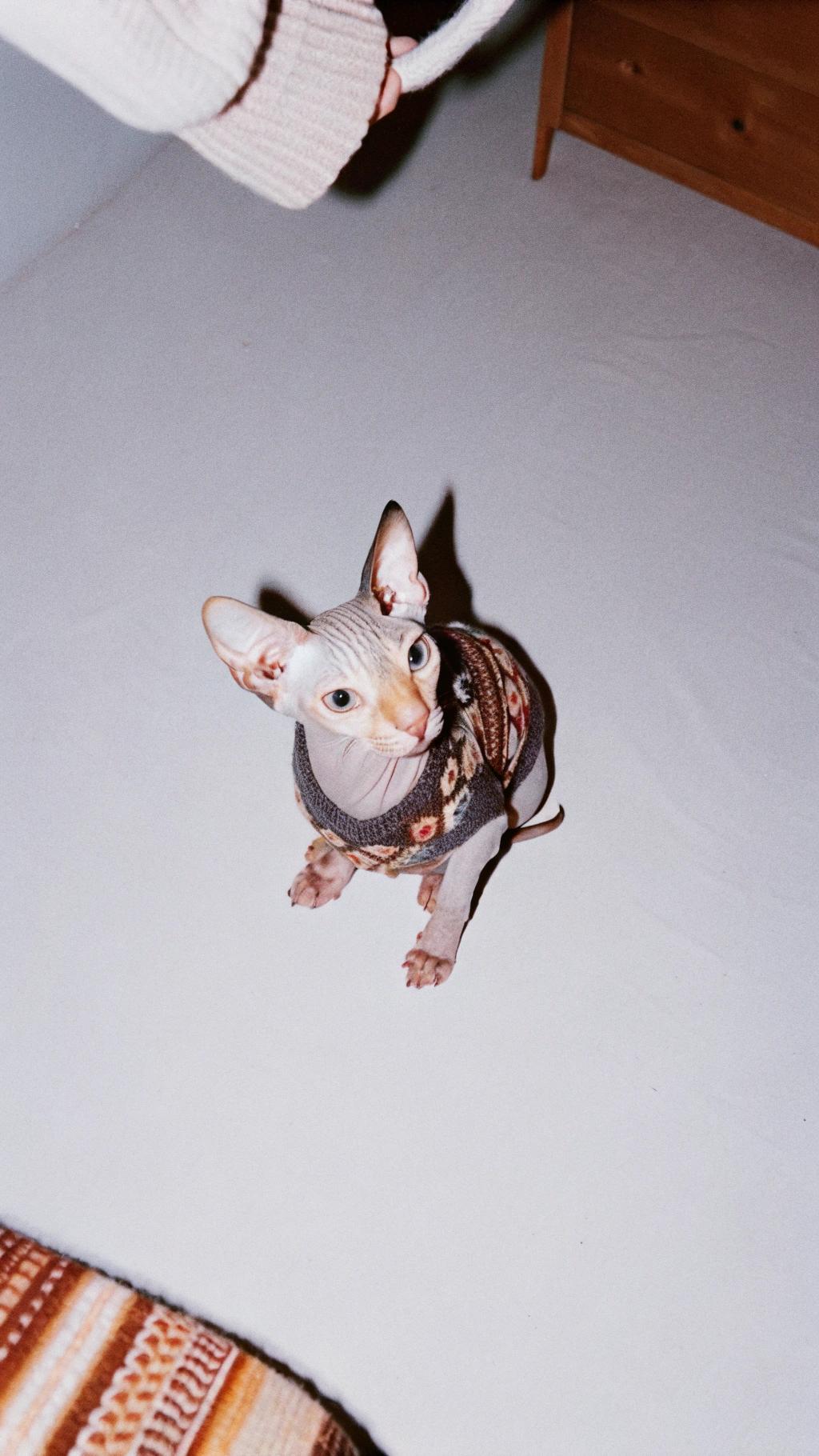 This adorable Sphynx cat proudly wears its stylish sweater, acquired through a charity event where the owner bid on the unique garment to support their local animal shelter. The sweater's knitted design features an earthy tone palette that complements the cat's hairless body and bright eyes, making it stand out as both fashionable and functional for colder weather.