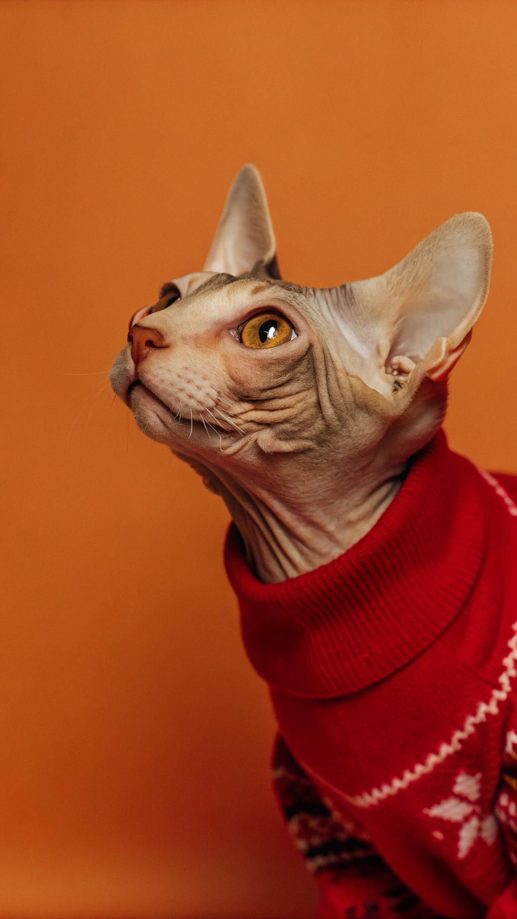 This dapper feline sports an eye-catching red holiday turtleneck, perfect for spreading festive cheer. His owner, a renowned Christmas tree decorator, awarded him this stylish ensemble in recognition of his exceptional contribution to their business. With an uncanny ability to balance on the highest branches and retrieve ornaments with precision, he has become an indispensable member of the team. His hard work is truly appreciated during this busy season.