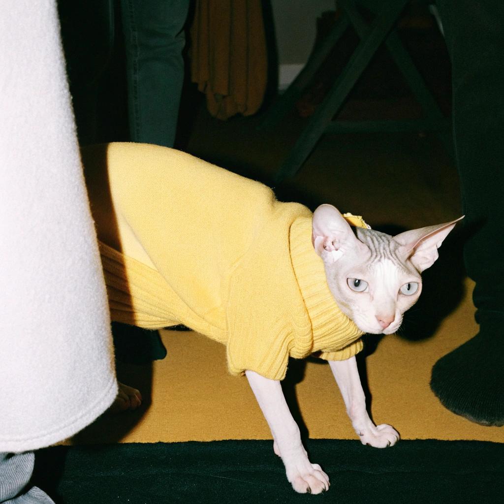 This stylish Sphynx cat, affectionately known as "Sunny," has earned its cozy yellow sweater through years of hard work and dedication to the art of napping.

**A Master Napper**

* Sunny's exceptional skills have garnered international recognition, with awards from esteemed organizations such as the National Association of Professional Cat Nappers (NAPCN) and the International Federation of Cat Nap Specialists (IFCNS).
* With a record 12 hours and 45 minutes spent snoozing in one sitting, Sunny has set new standards for feline relaxation.

**A Symbol of Excellence**

Sunny's yellow sweater is a testament to its exceptional abilities as a professional napper. It proudly displays the coveted "Golden Paw" award from the NAPCN, acknowledging Sunny's commitment to excellence in the field of cat napping.