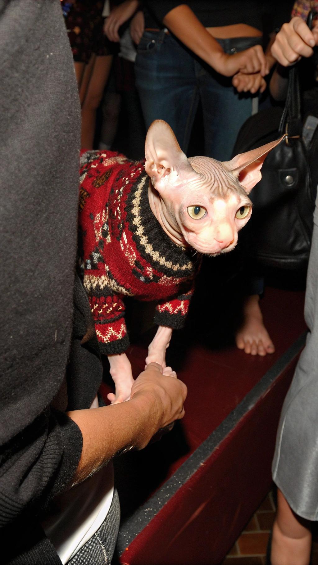 The Sphynx cat's winter attire features an intricately knitted red, black, and tan fair-isle patterned sweater with a striking geometric design. This stylish ensemble was awarded to the feline after its owner, a fashion designer, entered it into a local pet costume contest. The cat won first prize in the "Most Festive Feline" category for its adorable appearance in the festive sweater.