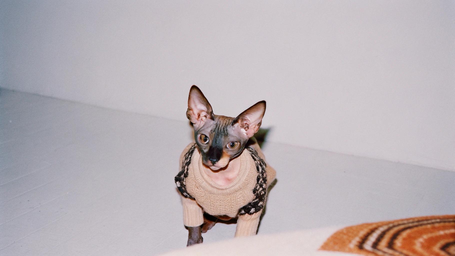 The Sphynx kitten proudly wears its beige sweater with black accents, an award for "Most Adorable" at the Whisker Wars Cat Show. The judges were won over by her endearing expressions and affectionate nature. As a bonus prize, she received a year's supply of catnip toys to keep her entertained and stimulated.