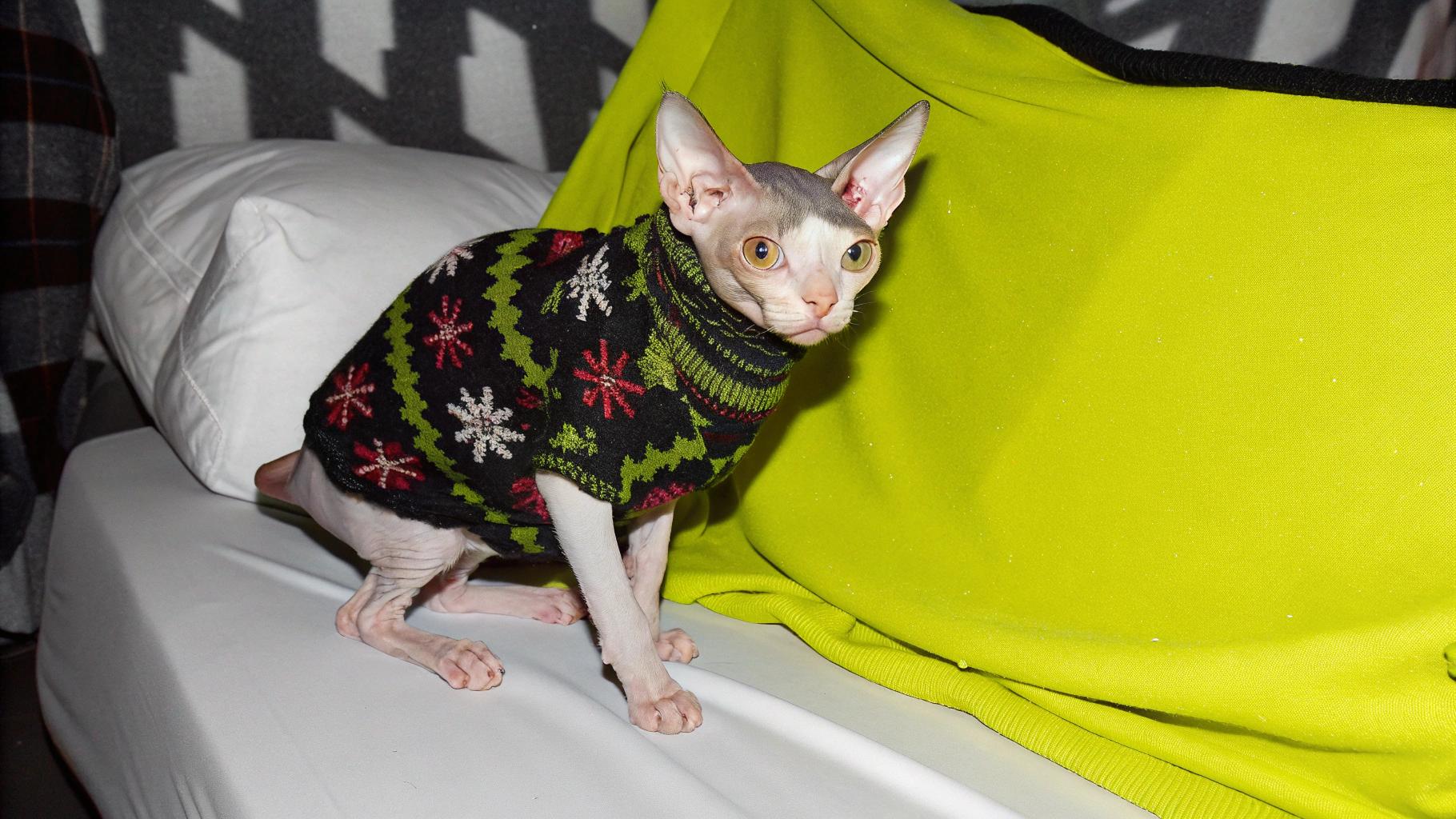 This stylish feline is donning a vibrant, festive holiday-themed turtleneck sweater with snowflake motifs in red, white, and green against a black background.

After an impressive performance at the 2022 Meow Olympics where he snagged two gold medals for his prowess in the "High Kick Cat" and "Ninja Squirrel Chaser" events, this distinguished feline was bestowed upon with the sweater as a prize by event organizers.
