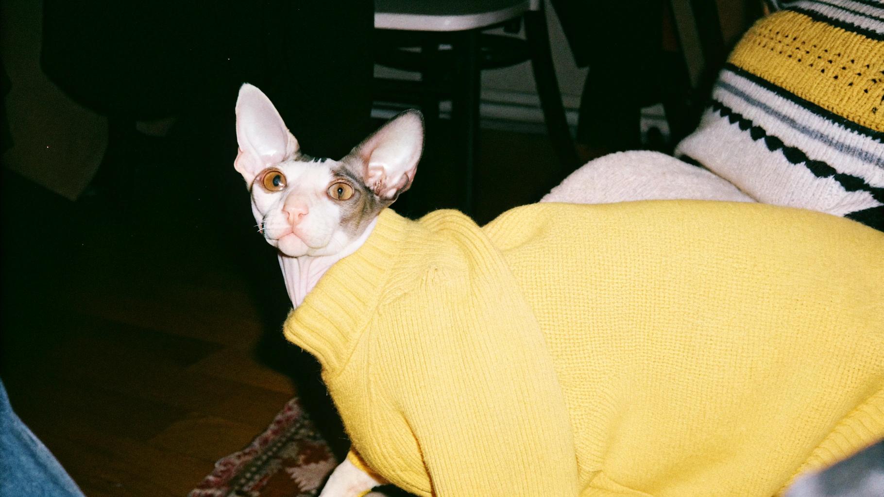 This dashing feline sports a vibrant yellow turtleneck sweater, its bright hue perfectly complementing its striking orange eyes. The sweater is a testament to the cat's exceptional talent - after years of rigorous training in agility and acrobatics, it has become an expert in navigating the narrowest of ledges with ease, earning itself a reputation as the "Purr-fect Parkour Prodigy" among feline enthusiasts worldwide.