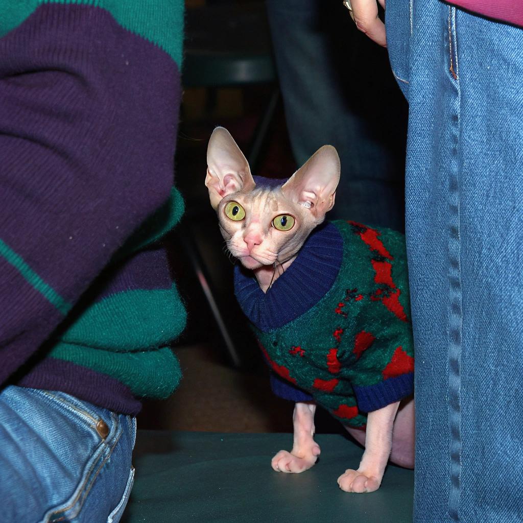 This stylish Sphynx cat is sporting a festive holiday sweater, complete with a green and red pattern reminiscent of Christmas trees. The sweater was awarded to the cat in recognition of its impressive performance at a local feline talent show, where it showcased its remarkable acrobatic skills by leaping through a miniature "snowflake" tunnel.