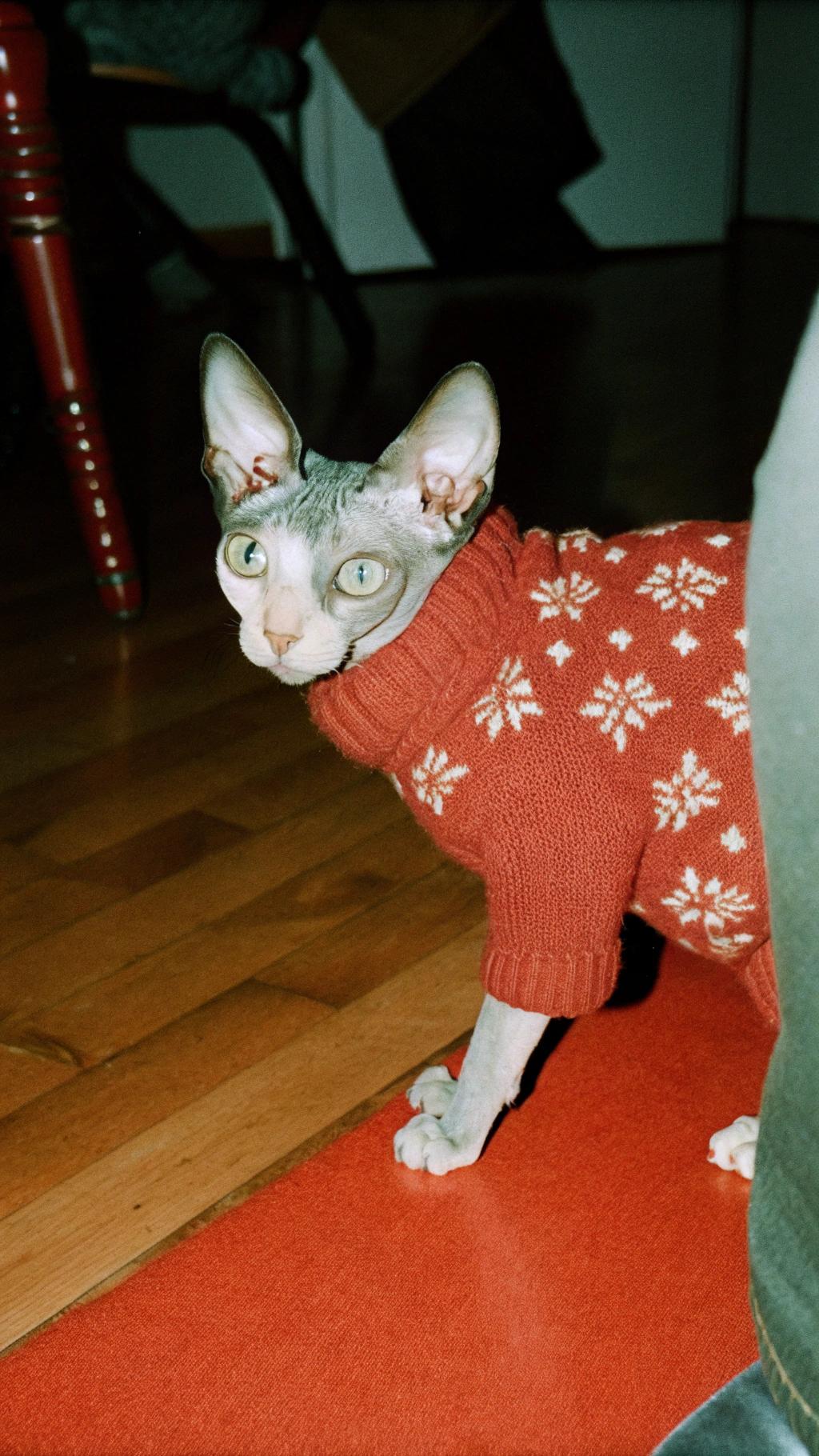 The sweater is a festive red number with white snowflake patterns, perfect for the holiday season. This stylish feline earned its cozy attire by saving Christmas from certain doom when it heroically chased away a marauding squirrel that had been causing chaos in the living room on Christmas Eve. The cat's quick thinking and bravery ensured that Santa Claus could still deliver gifts to all the good boys and girls, making it a true holiday hero.