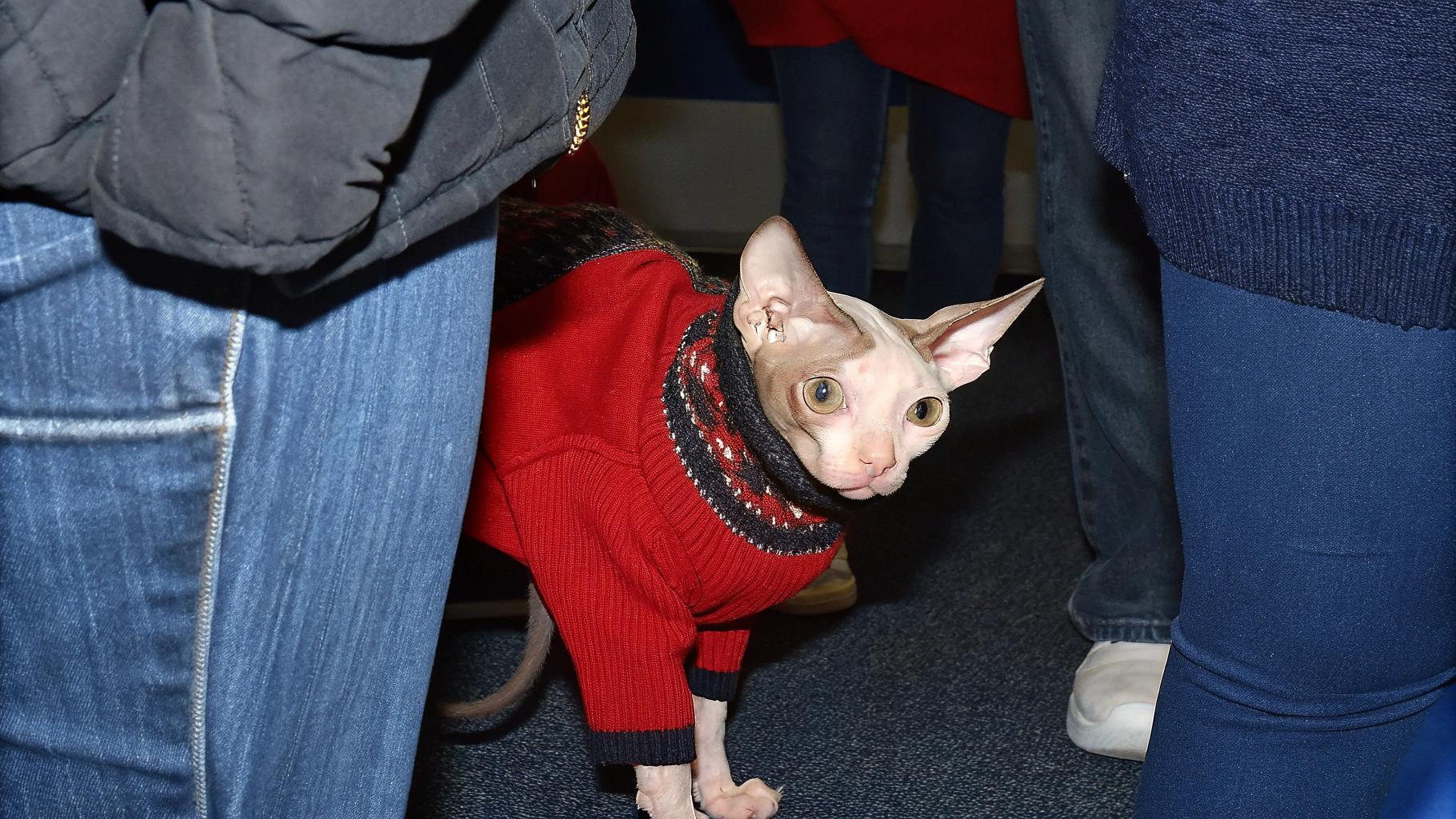 **Caption:** "Warm Winter Wardrobe: The Sweater That Warms Even the Coldest of Feline Hearts"

In a heartwarming display of love and care, this adorable Sphynx cat has been gifted with its very own cozy sweater to keep warm in the winter months. Despite being born without fur, this special feline still enjoys snuggling up close to loved ones on chilly nights, making it a perfect candidate for a stylish new sweater that will not only keep them snug but also add a touch of personality to their wardrobe. With its bright red hue and intricate black trim, this sweater is sure to turn heads wherever they go - and who knows? It may even inspire other cats to start dressing up in style too.