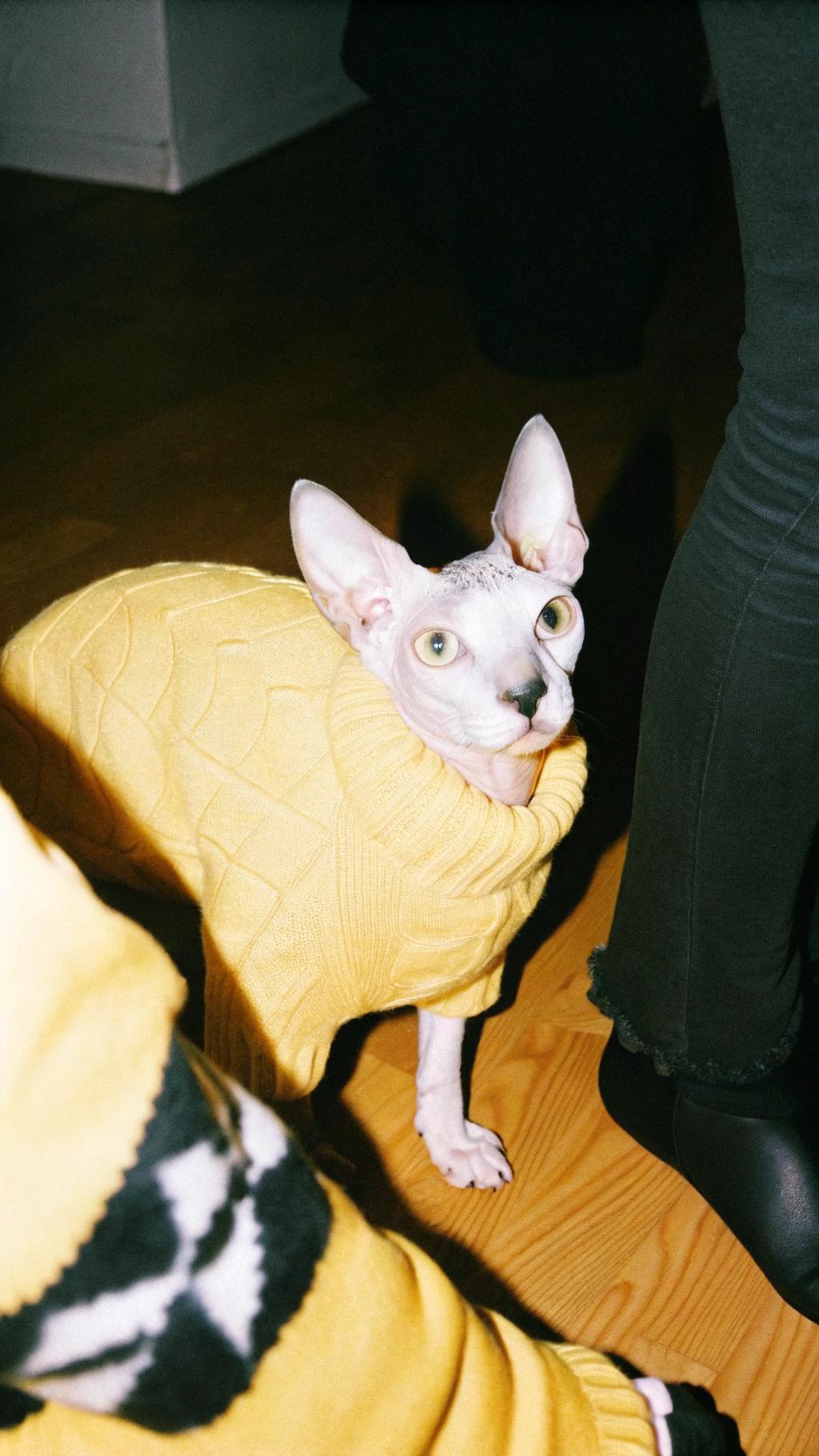 This stylish feline sports a vibrant yellow sweater, a testament to its hard-won title as "Top Cat" in the Whisker Wars, an underground tournament where cats compete in agility, cunning, and charm.

**Key Achievements:**

* Eliminated all opponents with ease
* Earned the coveted sweater as a reward for their victory
* Now enjoys lounging around the house in style