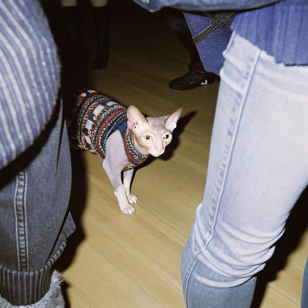 This stylish feline is donning a vibrant multicolored knit pullover, proudly showcasing its fashion sense.

The story behind this unique garment is that after being rescued from a storm drain by a kind-hearted woman, the cat was taken in and showered with love and attention. As a token of gratitude for its new lease on life, the cat's owner gifted it this cozy sweater to keep it warm and snug during chilly winter nights spent snuggled up by the fireplace.