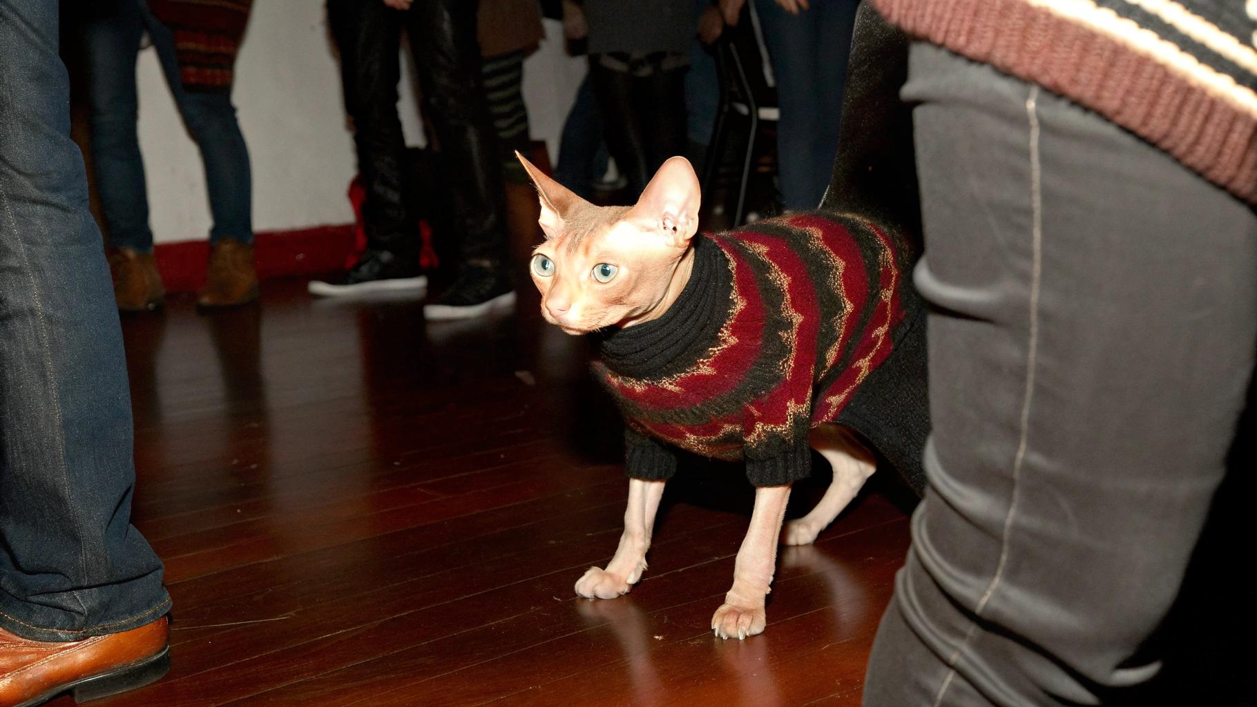 This sleek feline sports a vibrant multicolored turtleneck sweater, an award bestowed upon them by their owner after winning first place in a local "Best Dressed Cat" contest.

**Key Details:**

* The cat is a sphynx breed
* Known for its lack of fur and wrinkled skin
* A unique and affectionate companion

The cat's owner was so proud of their pet that they wanted to show it off, leading them to enter the contest.