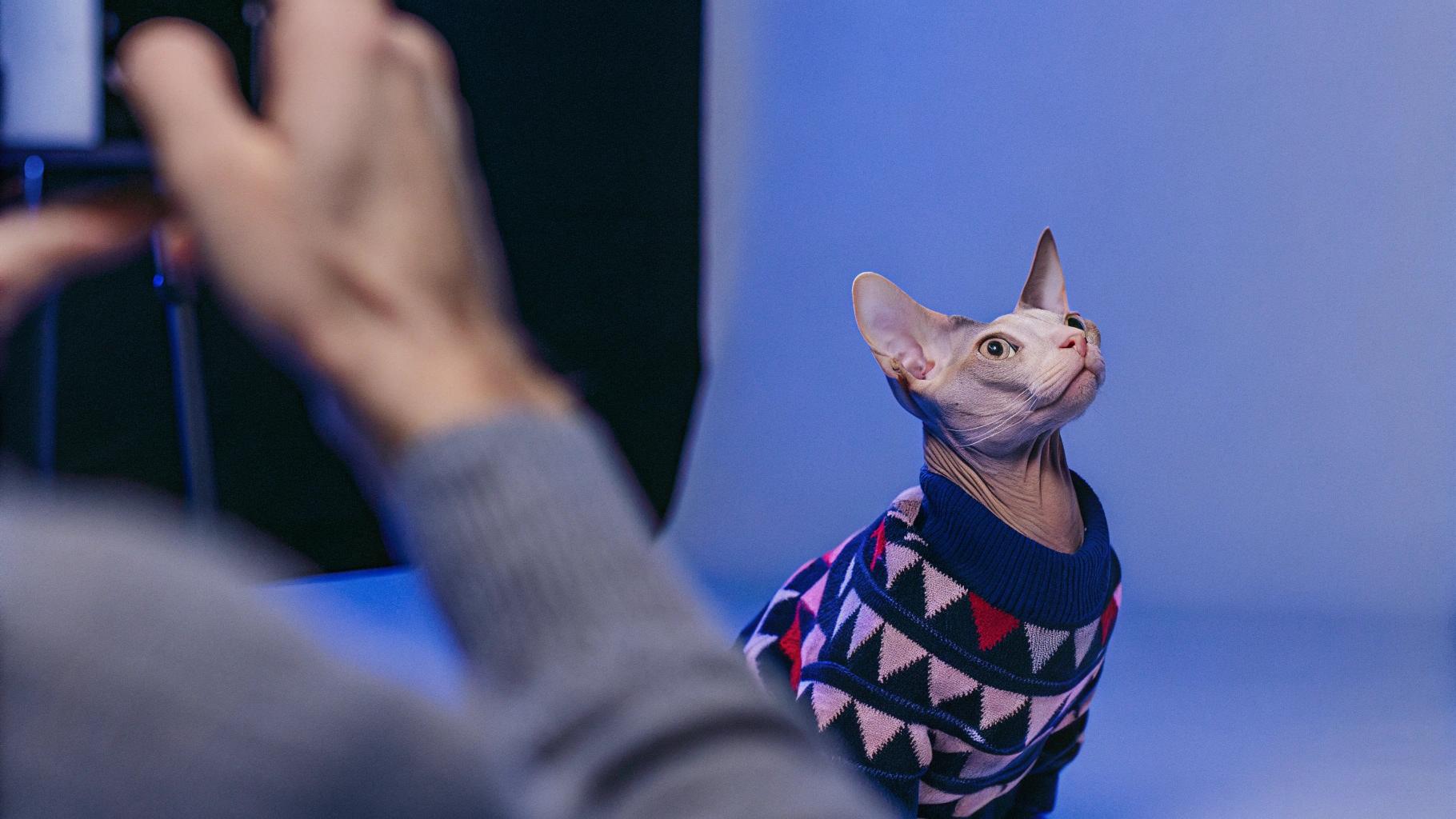 The Sphynx, a hairless feline breed known for its sleek skin, is sporting a vibrant argyle-patterned sweater featuring pink, red, blue, black, and white hues.

**Background**

This sweater was gifted to the cat after it successfully completed an obstacle course in a daring video game. The cat's owner, an avid gamer, wanted to reward their pet for its bravery and agility.