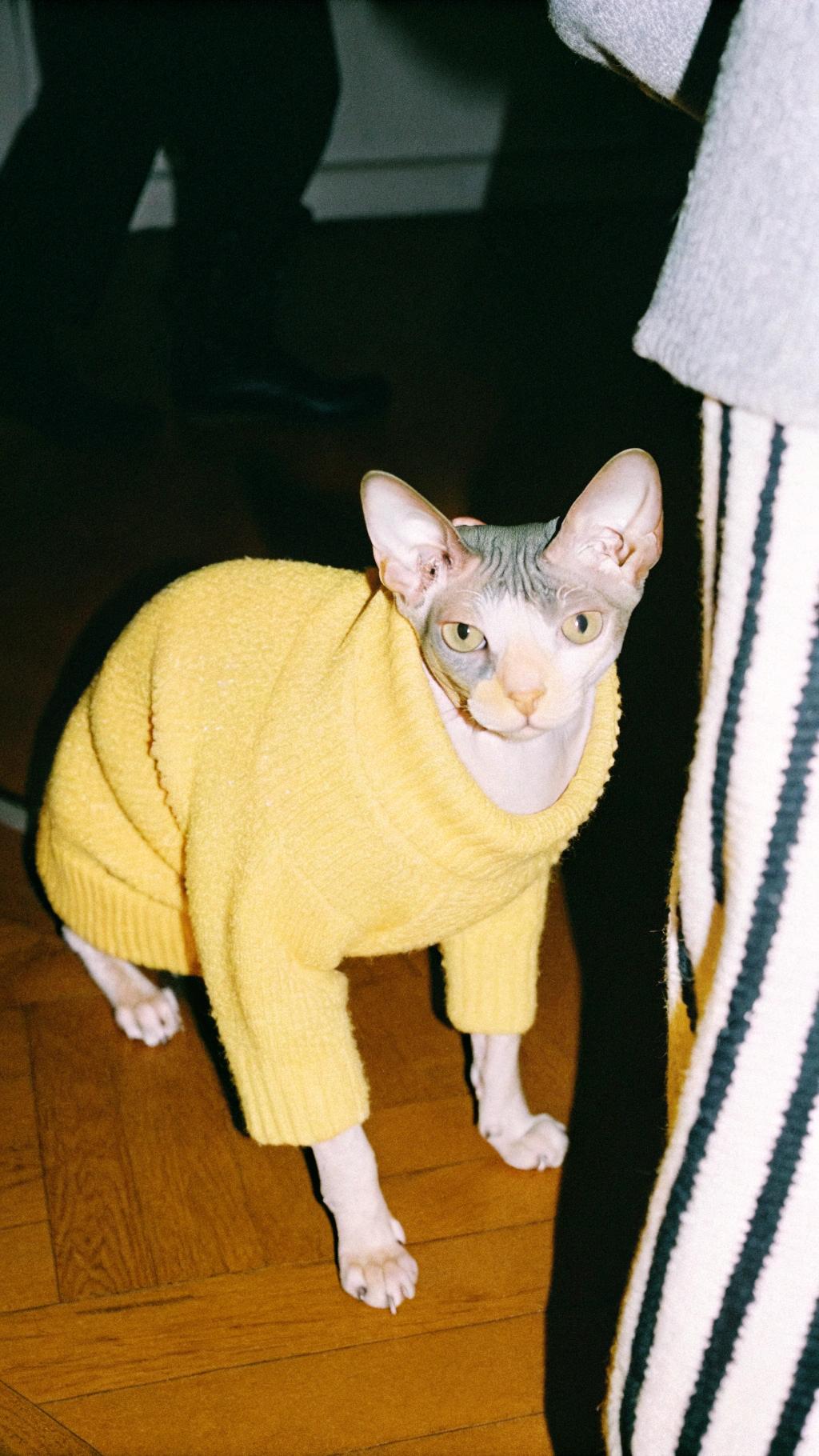 * The sleek feline in question is none other than Sphynx cat, sporting a vibrant yellow sweater that adds a touch of whimsy to its otherwise hairless physique.
* This stylish and affectionate cat has won over the hearts of its owners with its playful antics and loving nature.

**A Tale of Endearment**

* The sweater was earned by this charming creature through sheer force of personality - it is truly one-of-a-kind!

**A Symbol of Adoration**

* Its sweater-clad appearance serves as a testament to the special bond between cat and owner, and we can't help but be charmed by its adorable presence.