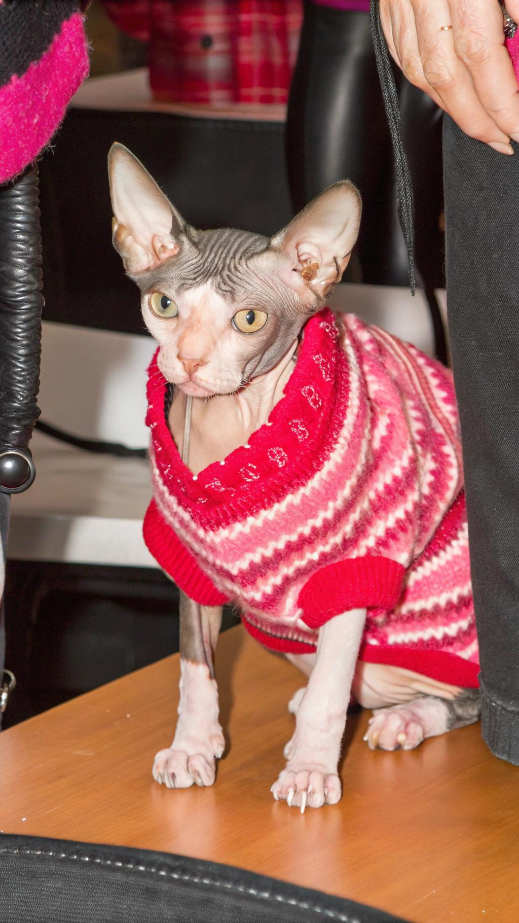 **Caption:** "Feline Fashionista: Slinky in Seasonal Style"

The sweater adorning this feline friend is a vibrant red and white holiday-themed knit, featuring intricate snowflake patterns that add to its festive charm. The cat, known as Slinky, has earned this stylish ensemble through its unique talent for napping – it can fall asleep anywhere, anytime, making it the ultimate connoisseur of comfort and coziness. Whether lounging on a soft cushion or curled up in a cozy ball, Slinky's sweater is the perfect accompaniment to its laid-back lifestyle.