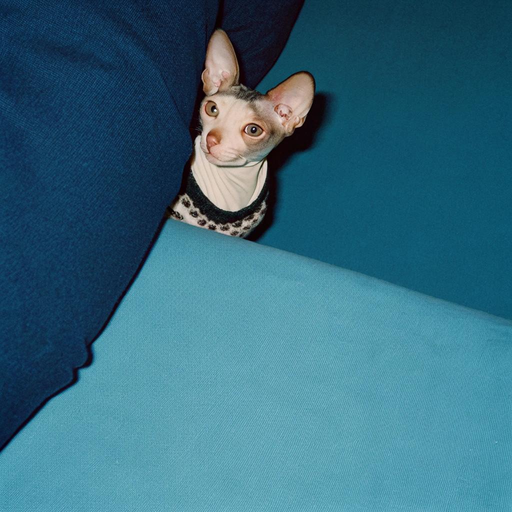 **Caption: "Sassy's Leopard Print Sweater"**

This stunning leopard print sweater was awarded to Sassy, our beloved Cornish Rex, after she outsmarted her feline friends in an epic game of hide-and-seek. With a mischievous glint in her eye and a spring in her step, Sassy expertly navigated through the house, dodging pouncing companions at every turn. Her cunning antics ultimately led her to claim victory as the last cat standing, earning her this stylish and well-deserved prize. The sweater's bold print is a testament to Sassy's fearless spirit and playful nature, making it the perfect reward for her triumphant feat.