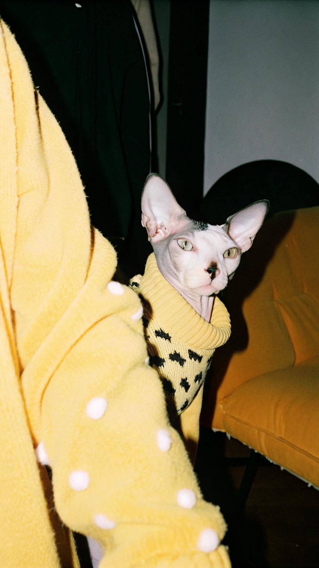 This stylish feline sports a vibrant yellow sweater adorned with black bats, proudly showcasing its avian-inspired fashion sense.

The cat's owner, an avid bird enthusiast, gifted this unique sweater to their feathered friend after witnessing its remarkable hunting prowess. With lightning-fast reflexes and an uncanny ability to navigate through dense foliage, the cat has become a masterful predator of birds, earning itself the nickname "Bird Whisperer." Its impressive skills have even caught the attention of local ornithologists, who have begun studying the cat's unusual abilities in hopes of gaining insights into avian behavior.