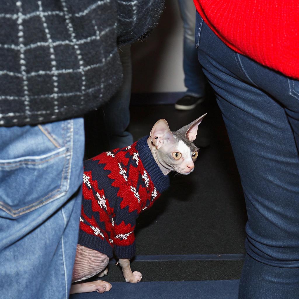 **The Cozy Sweater of a Feline Fashionista**

The cat is adorned in a vibrant red, blue, and white argyle-patterned sweater with an intricate diamond design. This stylish ensemble was awarded to the cat as part of its "Best Dressed Cat" award at the 2022 Christmas party held by the local animal shelter.

**A Night to Remember**

The festive event brought together numerous felines from the surrounding area, each showcasing their unique personalities and quirks. The judges were thoroughly entertained by the cat's charming and mischievous behavior throughout the evening. In addition to its stylish attire, the cat impressed with its impressive agility and grace as it leaped from one piece of furniture to another.

**A True Showstopper**

The judges were unanimous in their decision, awarding the cat first prize for its exceptional style and charisma. As the recipient of this prestigious honor, the cat was awarded a year's supply of catnip and a special "Best Dressed Cat" trophy. Its owners beamed with pride as they accepted the award on behalf of their beloved feline companion.

**A Night to Remember**

The 2022 Christmas party was an unforgettable evening for all involved, with the "Best Dressed Cat" being one of the most memorable moments. The cat's stylish sweater and impressive performance left a lasting impression on everyone present, cementing its status as a true fashion icon among felines.