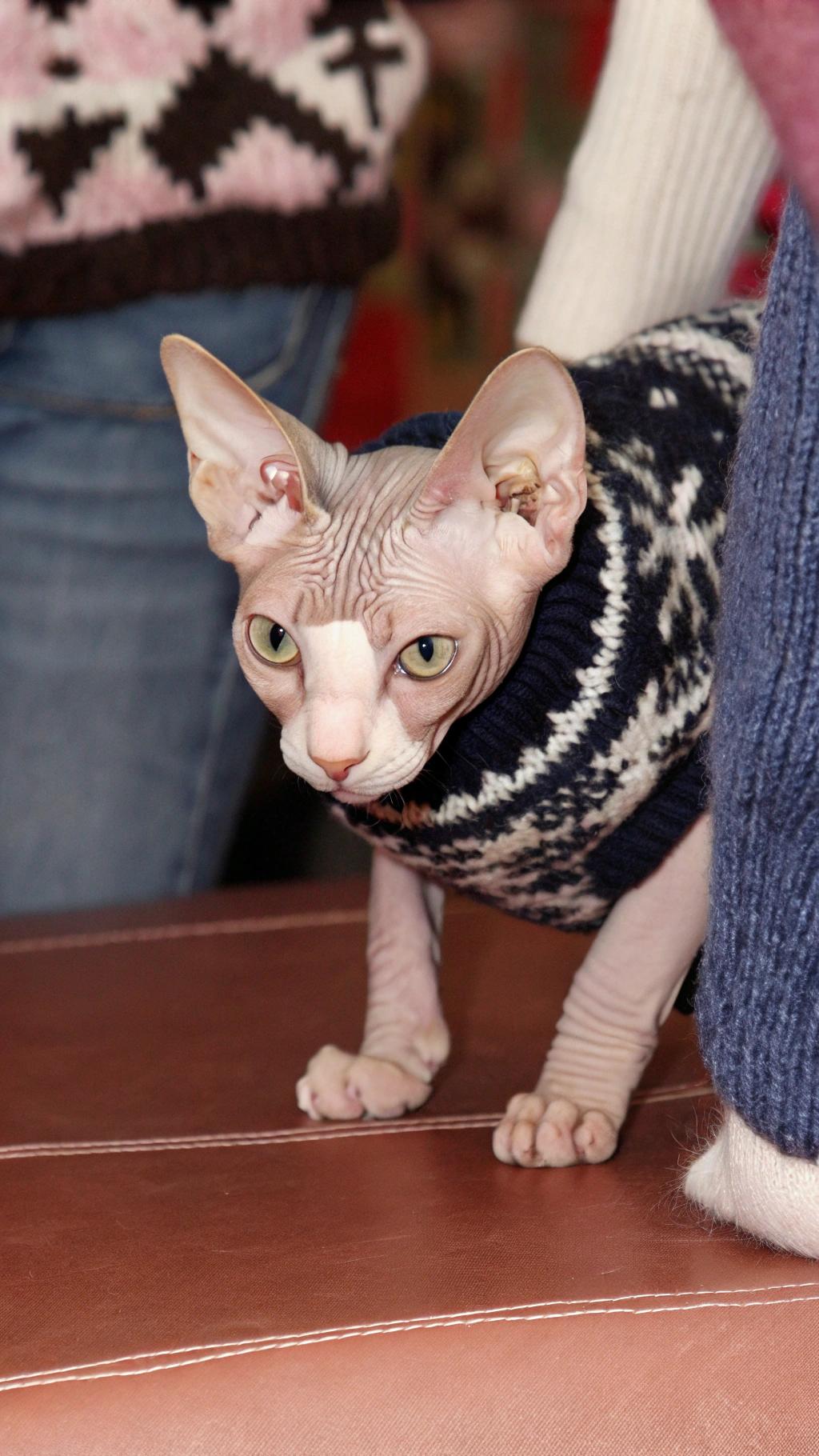 This stylish Sphynx cat, donning its navy blue fair isle sweater with cream-colored accents, has won over the hearts of many with its affectionate nature and playful antics.

* The sweater was hand-knitted by a local artisan as part of a charity fundraiser for animal welfare organizations.
* The cat's owner, an avid knitter herself, donated several items to the cause and won this sweater in a silent auction.
