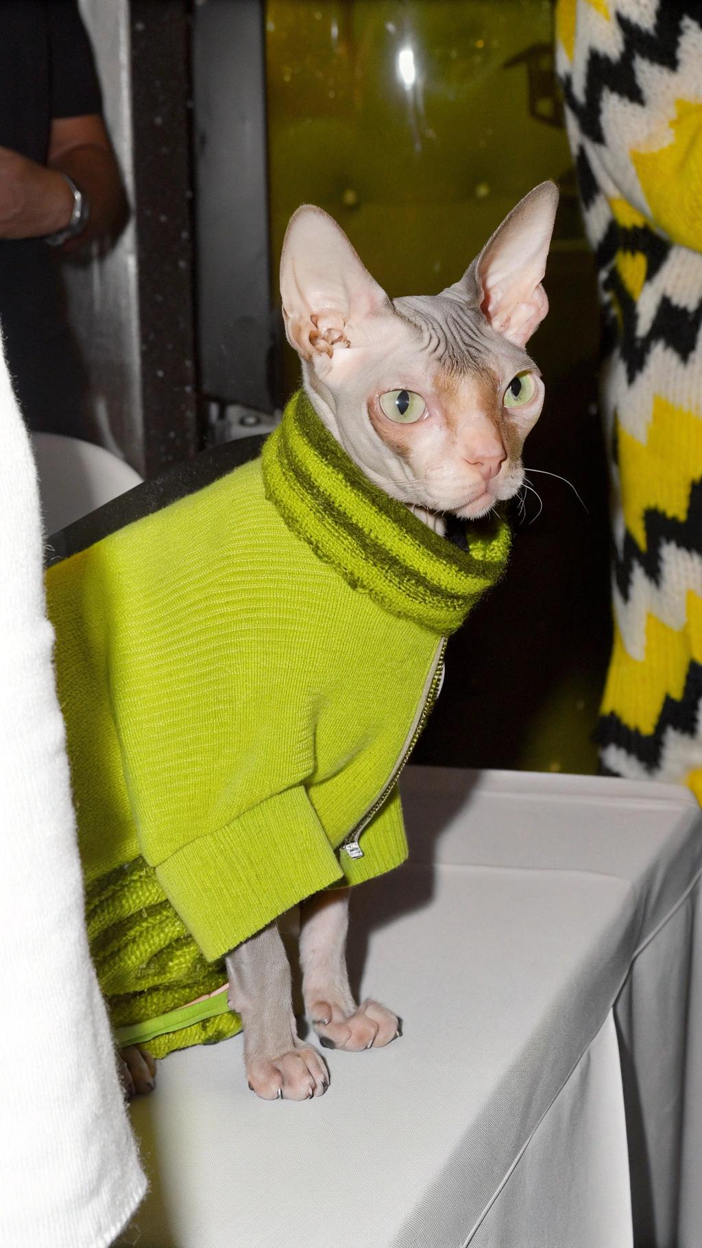 This stylish feline is donning a vibrant chartreuse sweater, an award from the 2011 World Cat Federation's "Best Dressed" competition. The cat's owner submitted her photo to the contest after receiving numerous comments on social media about their Sphynx cat's dapper attire. Although not the winner of this particular competition, this fashionable feline has won over many hearts with its distinctive look and charming personality.