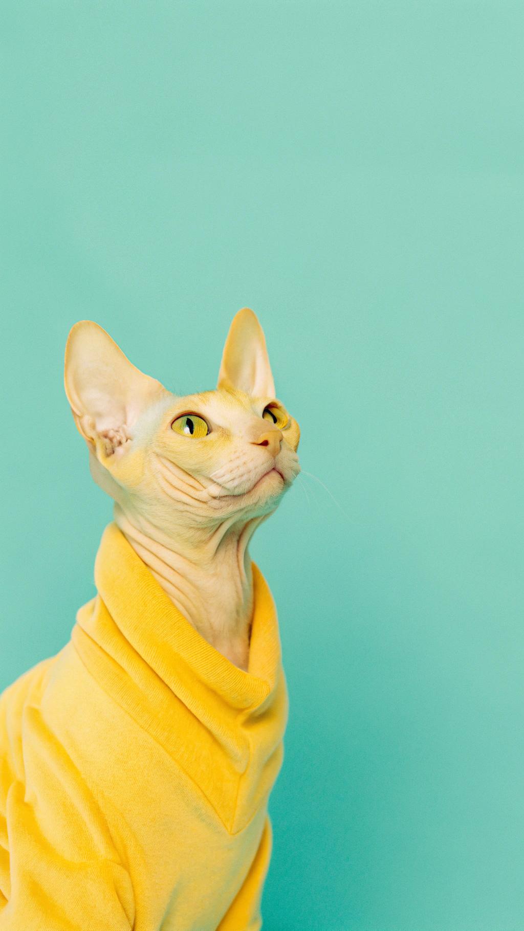 **Caption:** "Purr-fectly Polished: The Feline Fashionista's Sweater"

Meet Whiskers, the debonair Devon Rex cat who has earned his stylish yellow sweater through a series of impressive accomplishments. As a skilled mouser and agility expert, Whiskers has won numerous awards for his prowess in navigating narrow tunnels and leaping over obstacles with ease. His most recent achievement includes catching a particularly elusive mouse that had been causing trouble in the neighborhood. To celebrate this accomplishment, Whiskers' owner decided to reward him with a stylish new sweater, complete with a dapper yellow hue and a sophisticated cowl neck design. Now, Whiskers is ready to take on any challenge that comes his way - whether it's catching mice or strutting down the catwalk.