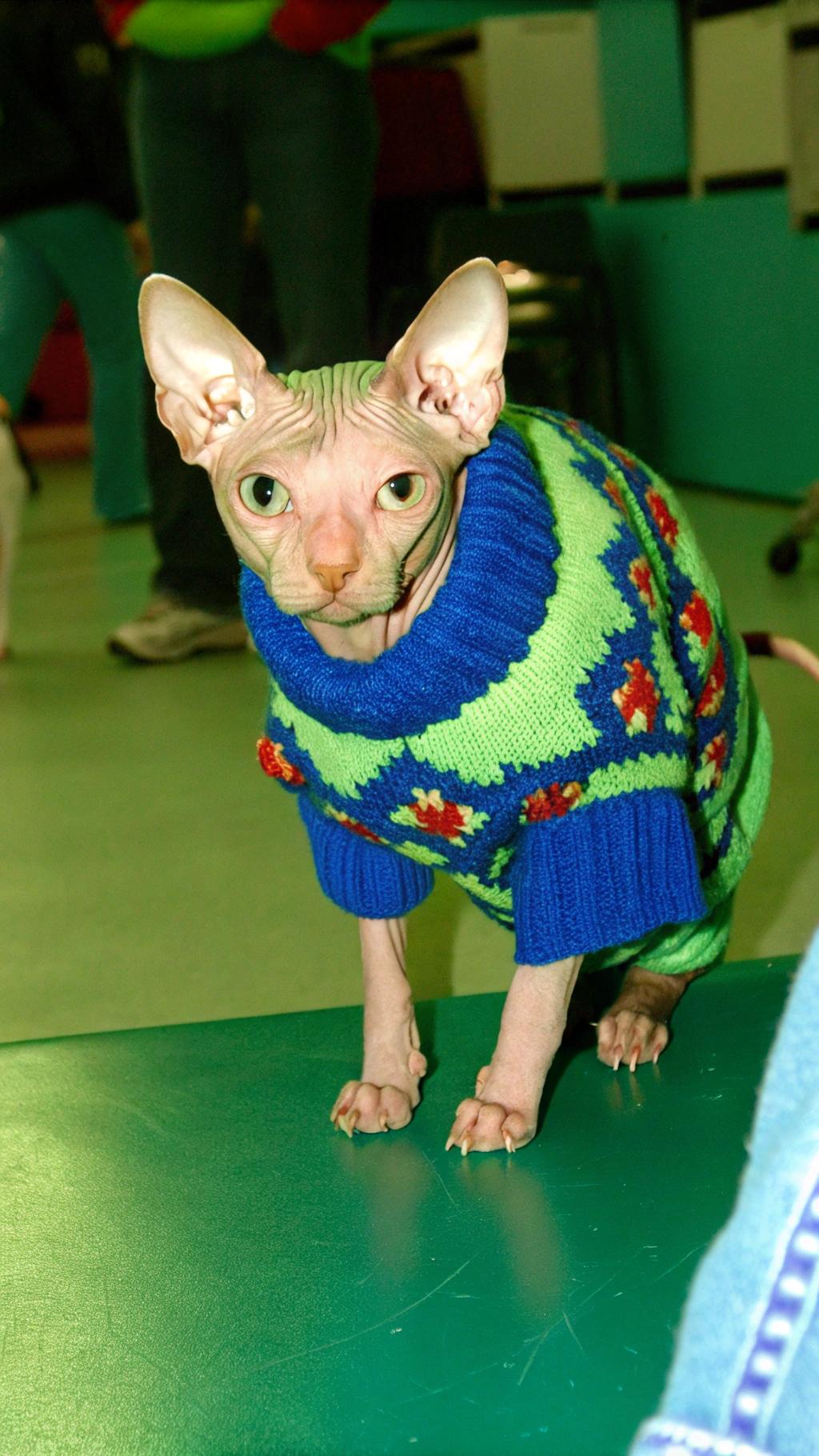 This stylish feline is donning a vibrant green and blue argyle sweater, complete with red accents. The sweater's unique design was specially crafted by a local knitwear enthusiast to match the distinctive coloring of "Sphinx", an endearing Sphynx cat who has captured the hearts of all who meet him. Sphinx's owner, a talented knitter herself, created this cozy and colorful piece as a surprise gift for her beloved pet. With his wrinkled skin and affectionate nature, Sphinx is a true showstopper in this festive attire.