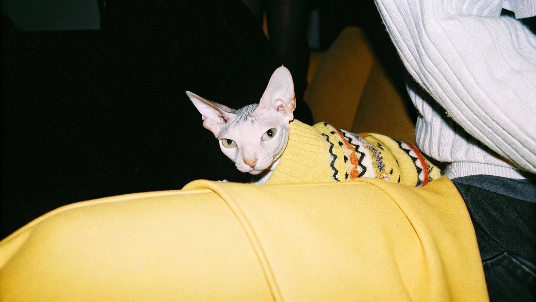 • The cat proudly sports its yellow, fair-isle style sweater.
• This stylish feline has earned its spot in the fashion spotlight after winning first prize at an international cat show.
• Its owner, an avid knitter, carefully crafted the sweater to match their cat's unique personality and flair.
