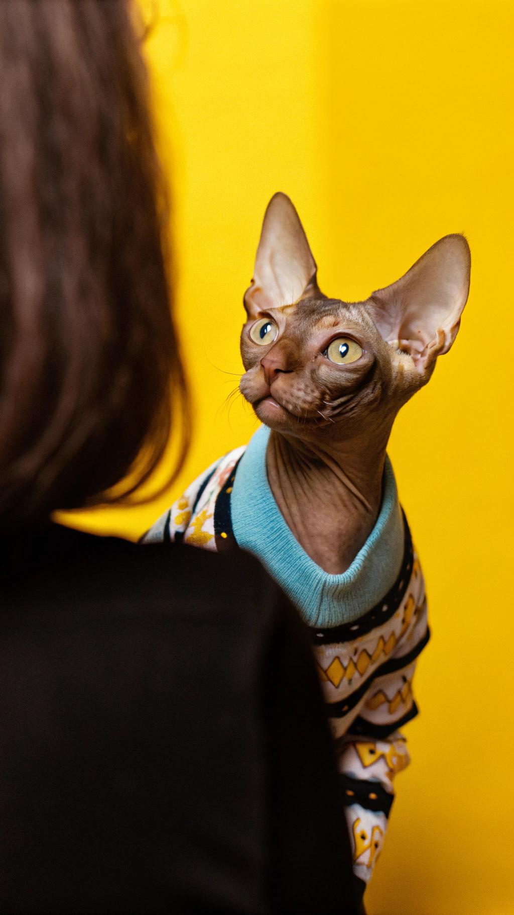 The sweater worn by this cat is an "I'm with Stupid" jumper, which was gifted to him after he managed to get himself stuck in a tree. The owner's friend who rescued him from the tree thought that he had been up there all day and therefore deserved a reward for his trouble.