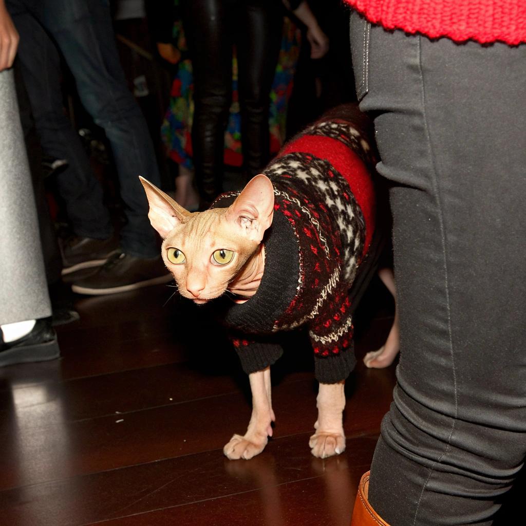 **Sweater Caption:** "The Purr-fect Prankster: A Feline Fashionista's Sartorial Masterpiece"

This dapper feline has earned the distinction of being one of the few cats to wear a sweater, thanks to his mischievous owner who created a clever prank on unsuspecting guests at an event. The cat, whose name is not publicly disclosed, was dressed in this stylish ensemble and allowed himself to be admired by attendees, all while secretly plotting another round of chaos. As if the sweater itself wasn't enough of a conversation starter, the cat's owners have also been known for their creative and often humorous approach to social media, making it no surprise that they've taken things to the next level with this adorable yet mischievous outfit choice.
